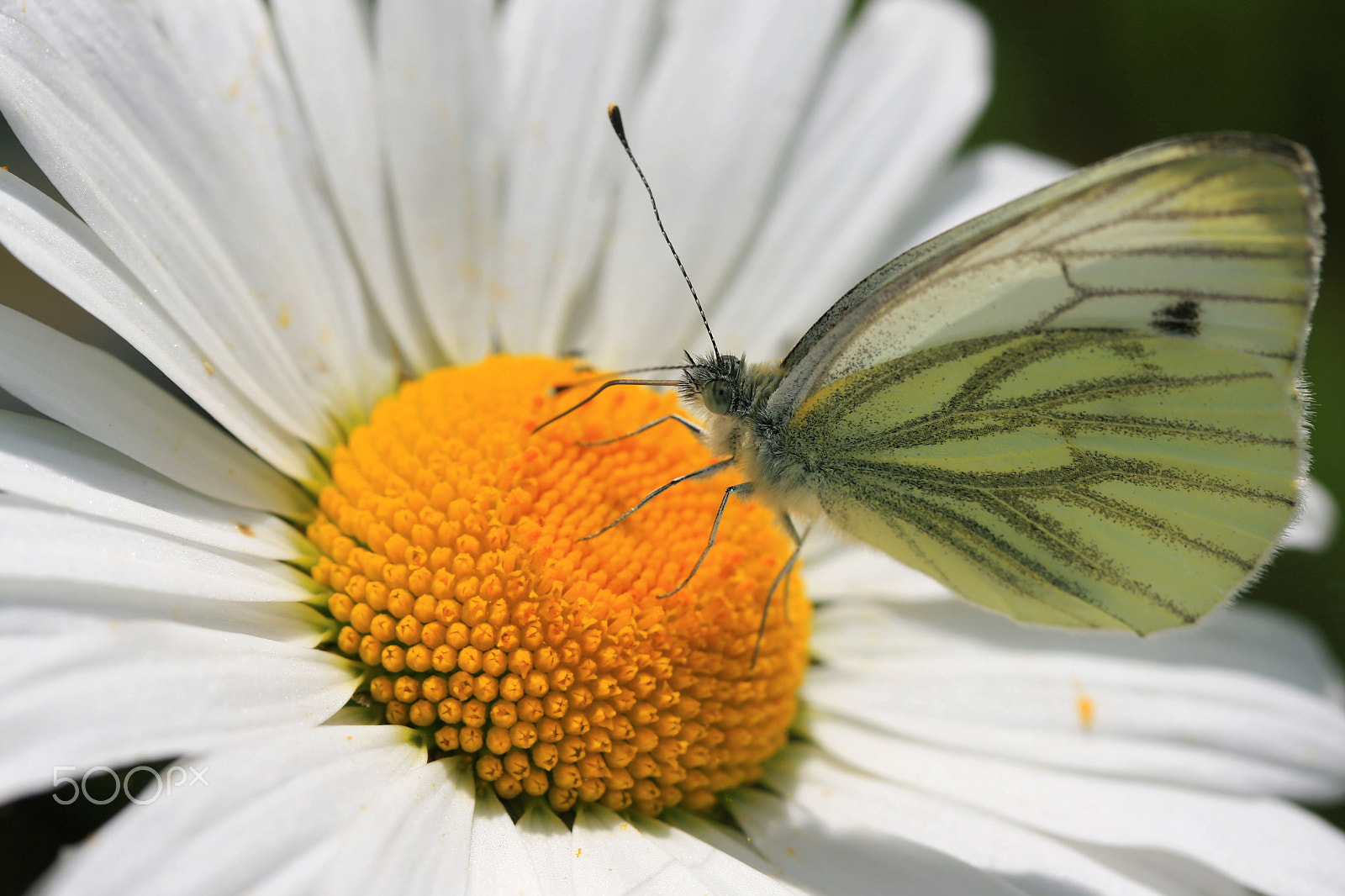 Canon EF-S 60mm F2.8 Macro USM sample photo. Butterfly photography