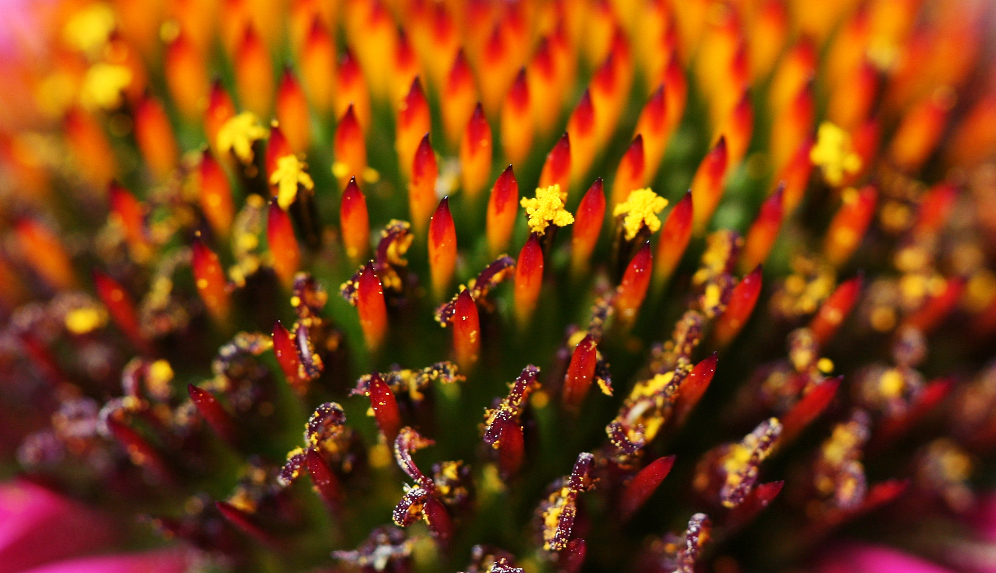 Canon EOS 5D + Canon EF 100mm F2.8 Macro USM sample photo. Flower photography