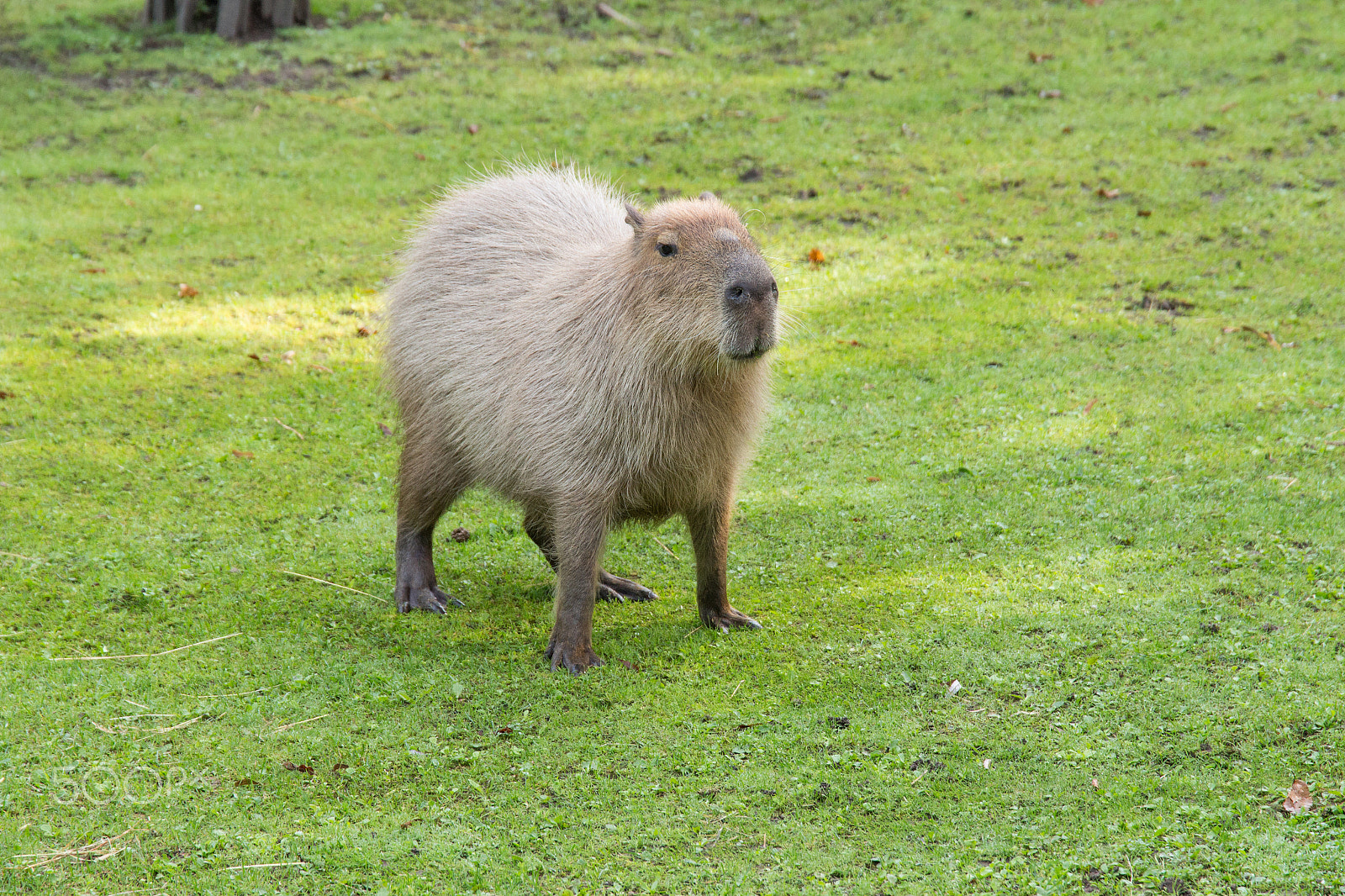 Canon EOS 700D (EOS Rebel T5i / EOS Kiss X7i) + Sigma 24-105mm f/4 DG OS HSM | A sample photo. Capybara in the meadow photography