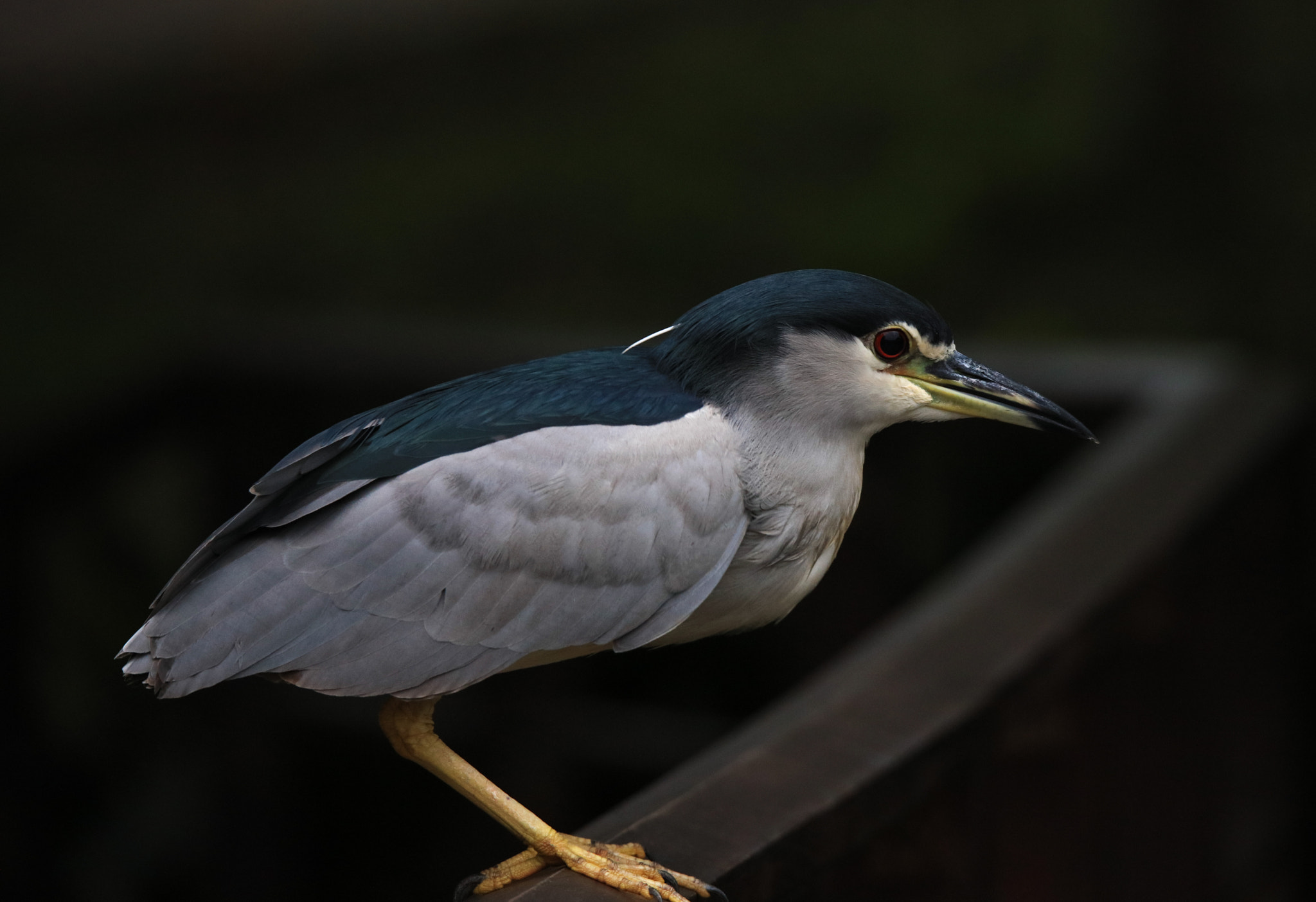 Canon EOS 5DS sample photo. Night heron photography