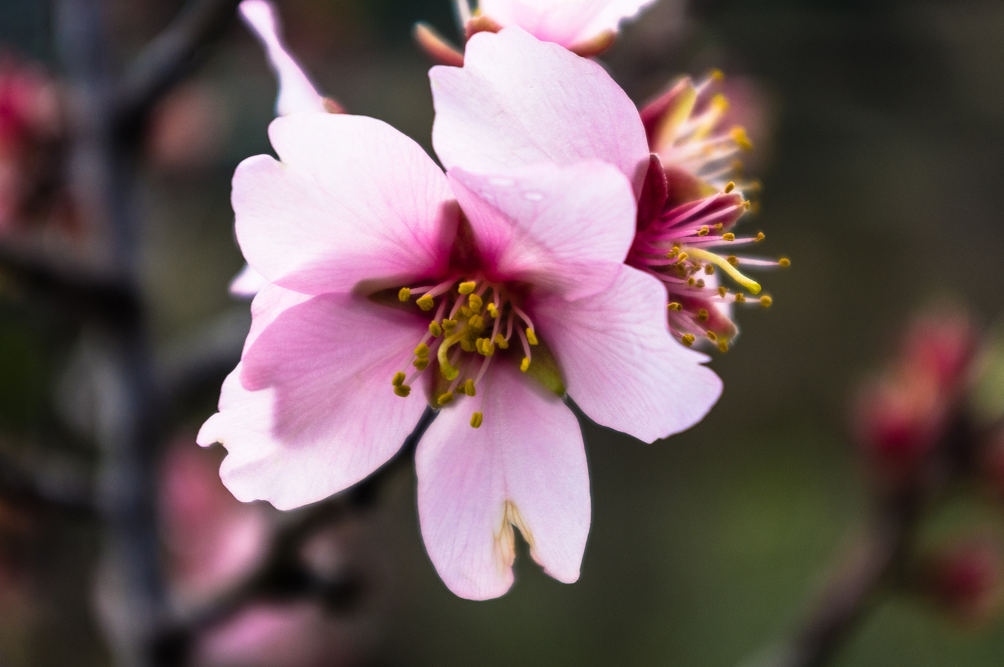 Pentax smc DA 18-55mm F3.5-5.6 AL sample photo. Flor de almendro photography