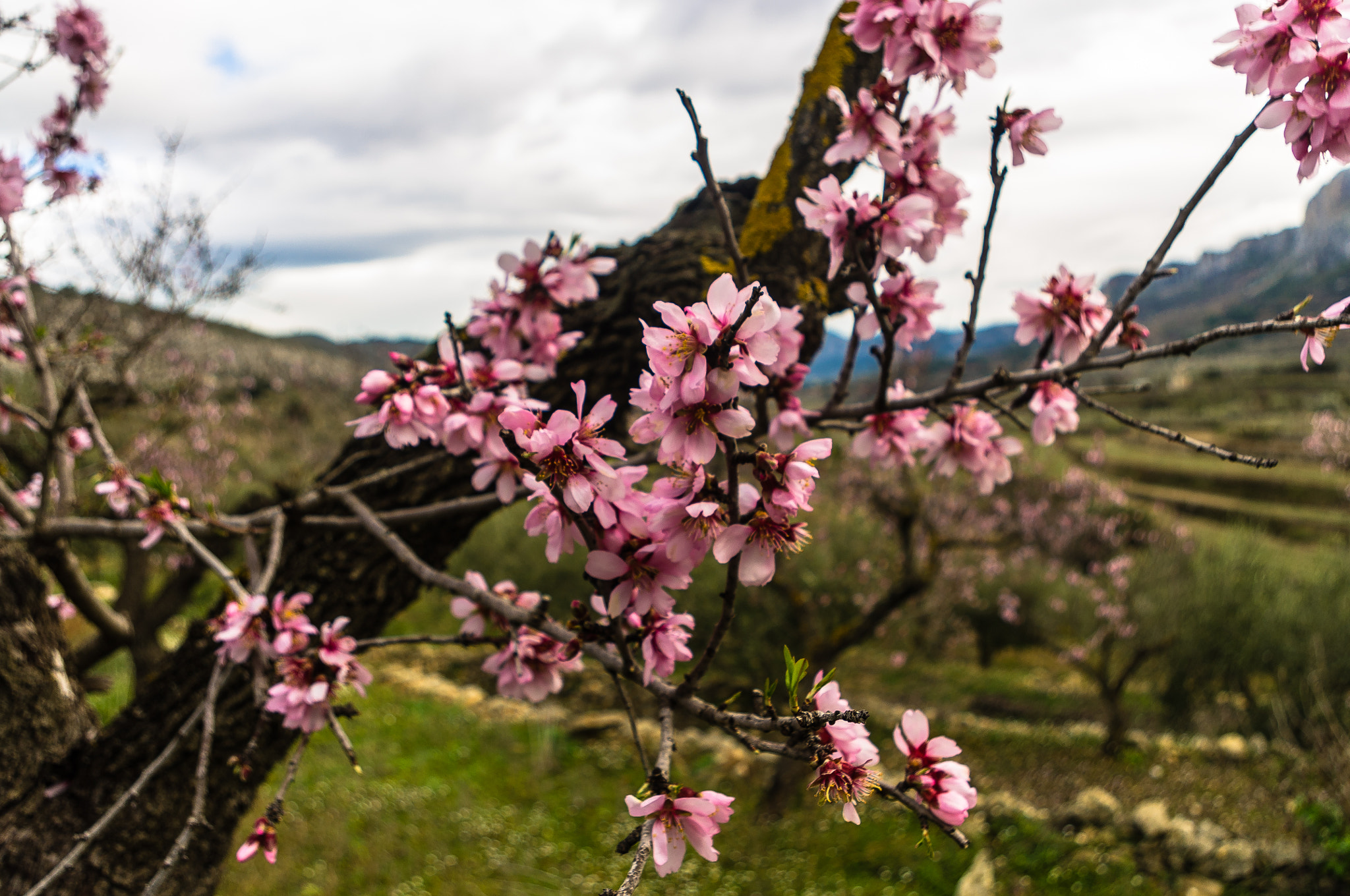 Pentax smc DA 18-55mm F3.5-5.6 AL sample photo. Almendro en flor photography