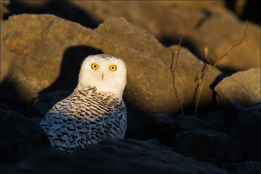 Canon EF 500mm F4L IS II USM sample photo. First of season snowy owl photography