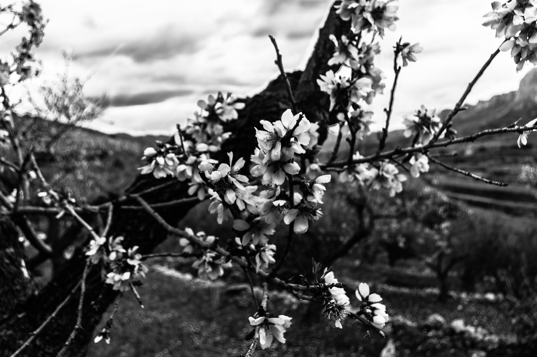 Pentax smc DA 18-55mm F3.5-5.6 AL sample photo. Almendro en blanco y negro photography