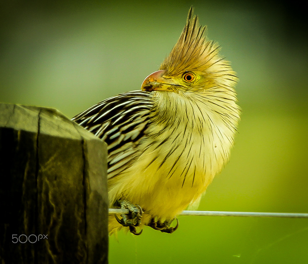 Canon EF 100-400mm F4.5-5.6L IS USM sample photo. Guira cuckoo photography
