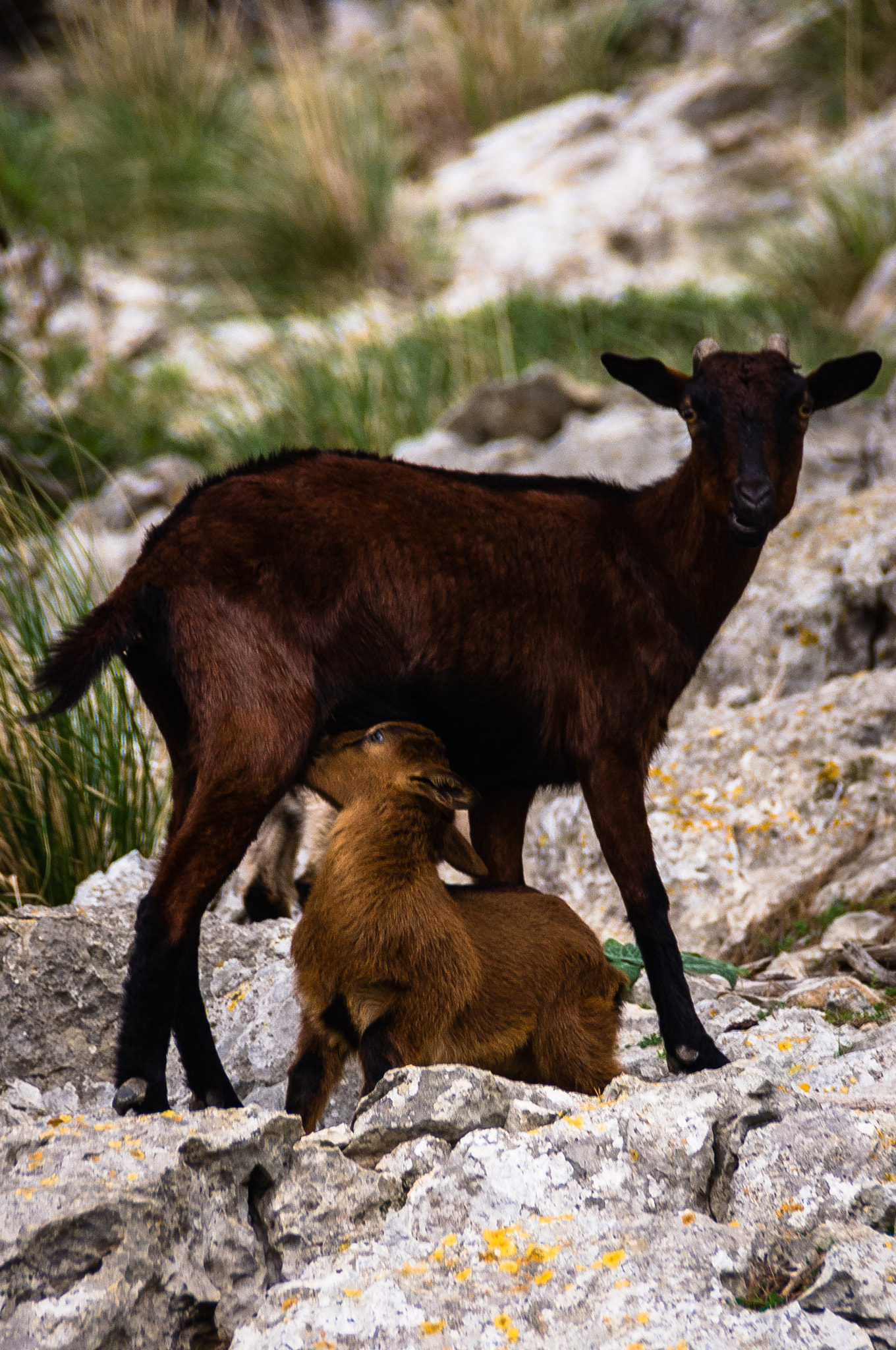 Pentax K-r sample photo. La cabra y su madre photography