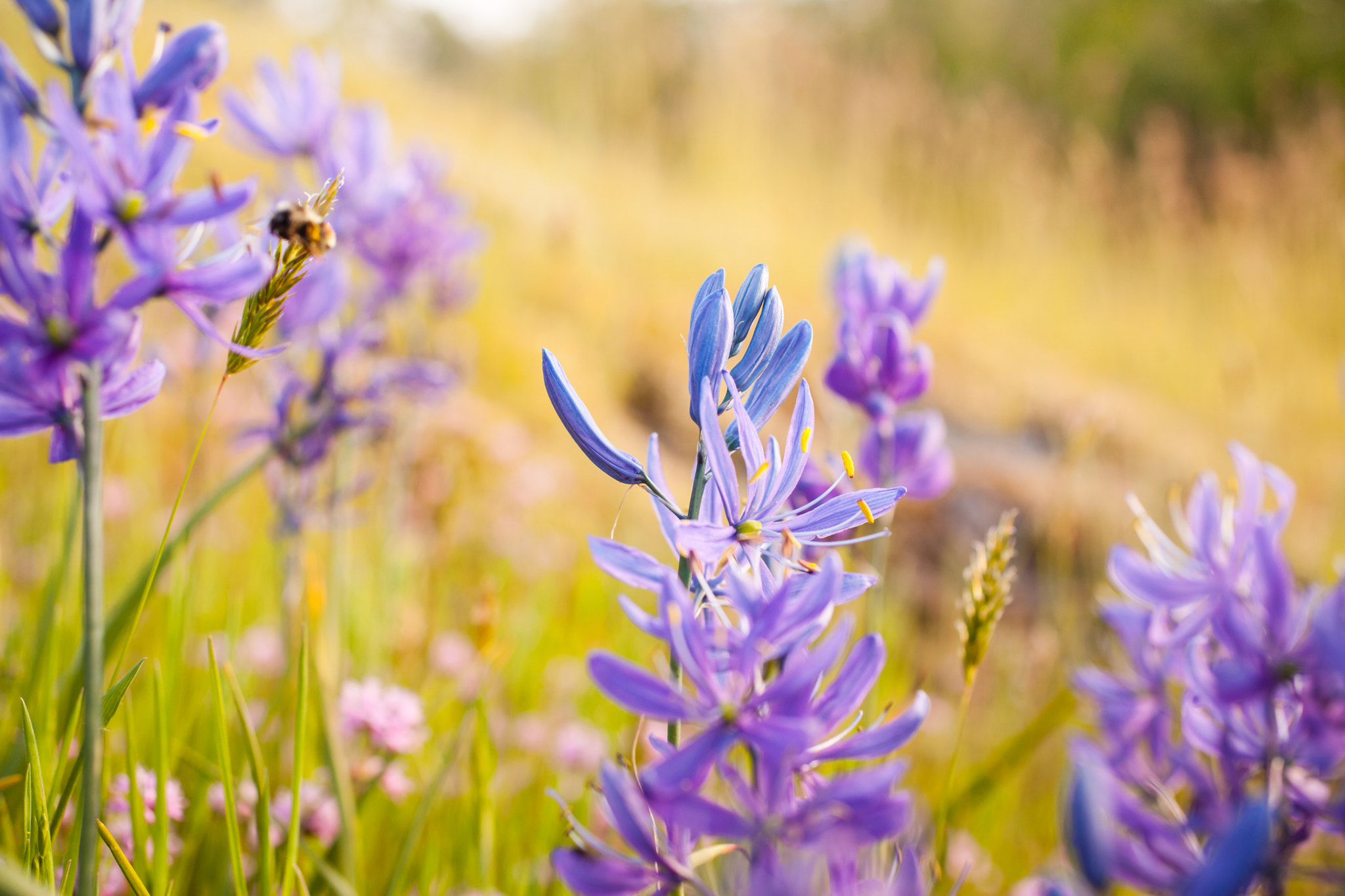 Sigma 50mm f/2.8 EX sample photo. Bee flying amongst wildflower camas photography