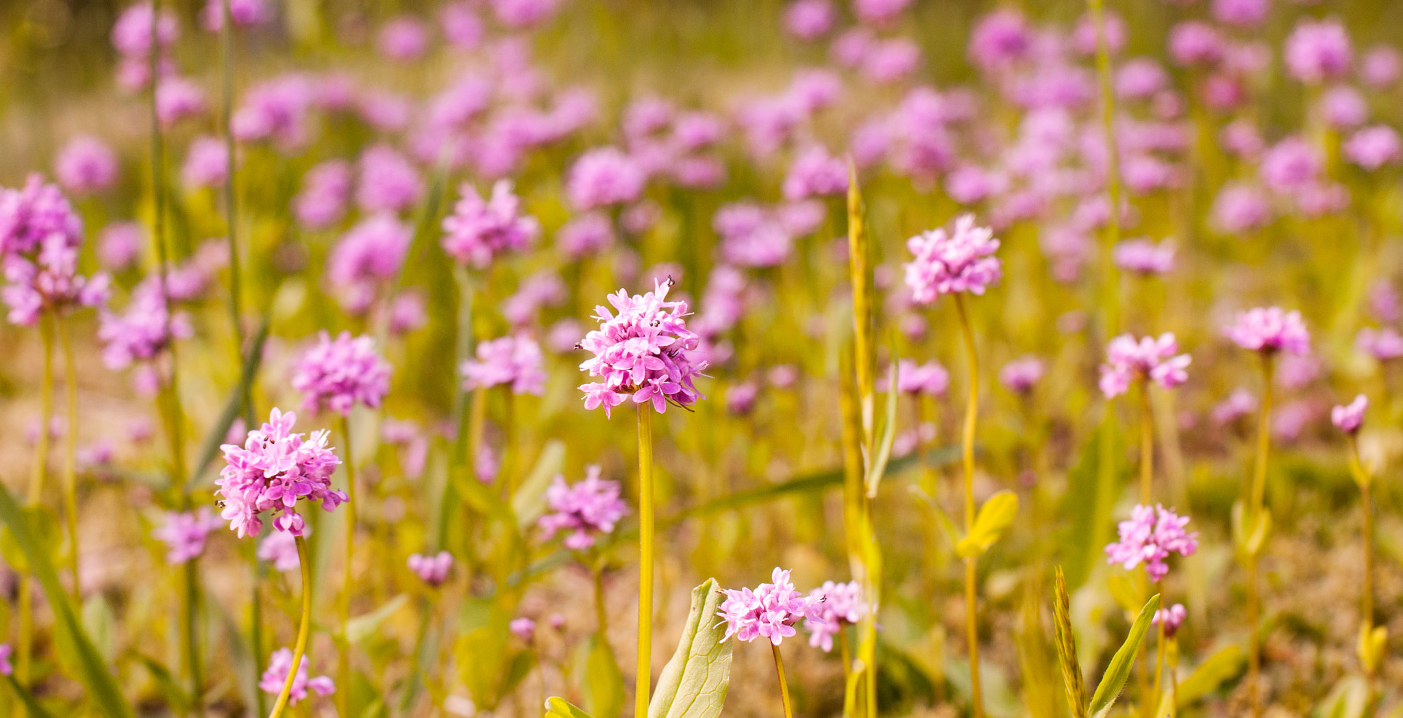 Sigma 50mm f/2.8 EX sample photo. Meadow of wild pink verbena, victoria, bc, canada photography