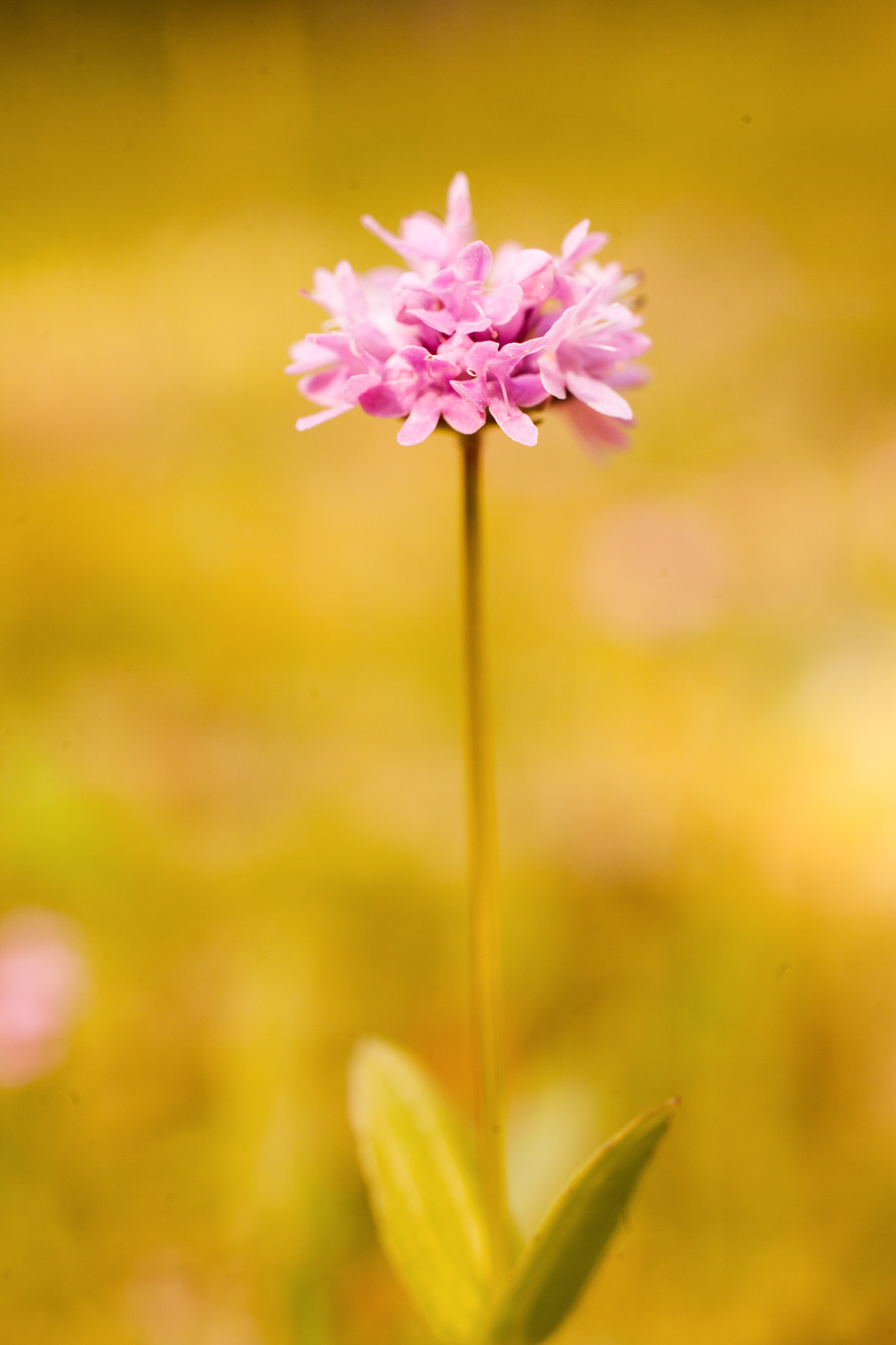 Sigma 50mm f/2.8 EX sample photo. Close up of pink sand verbena photography
