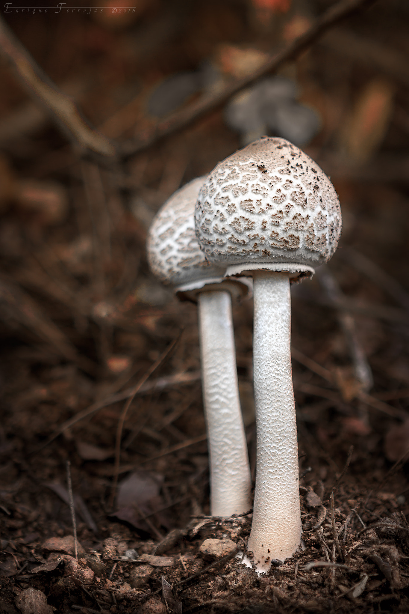 Canon EOS 450D (EOS Rebel XSi / EOS Kiss X2) + Canon EF 24-70mm F2.8L USM sample photo. Twins mushrooms photography