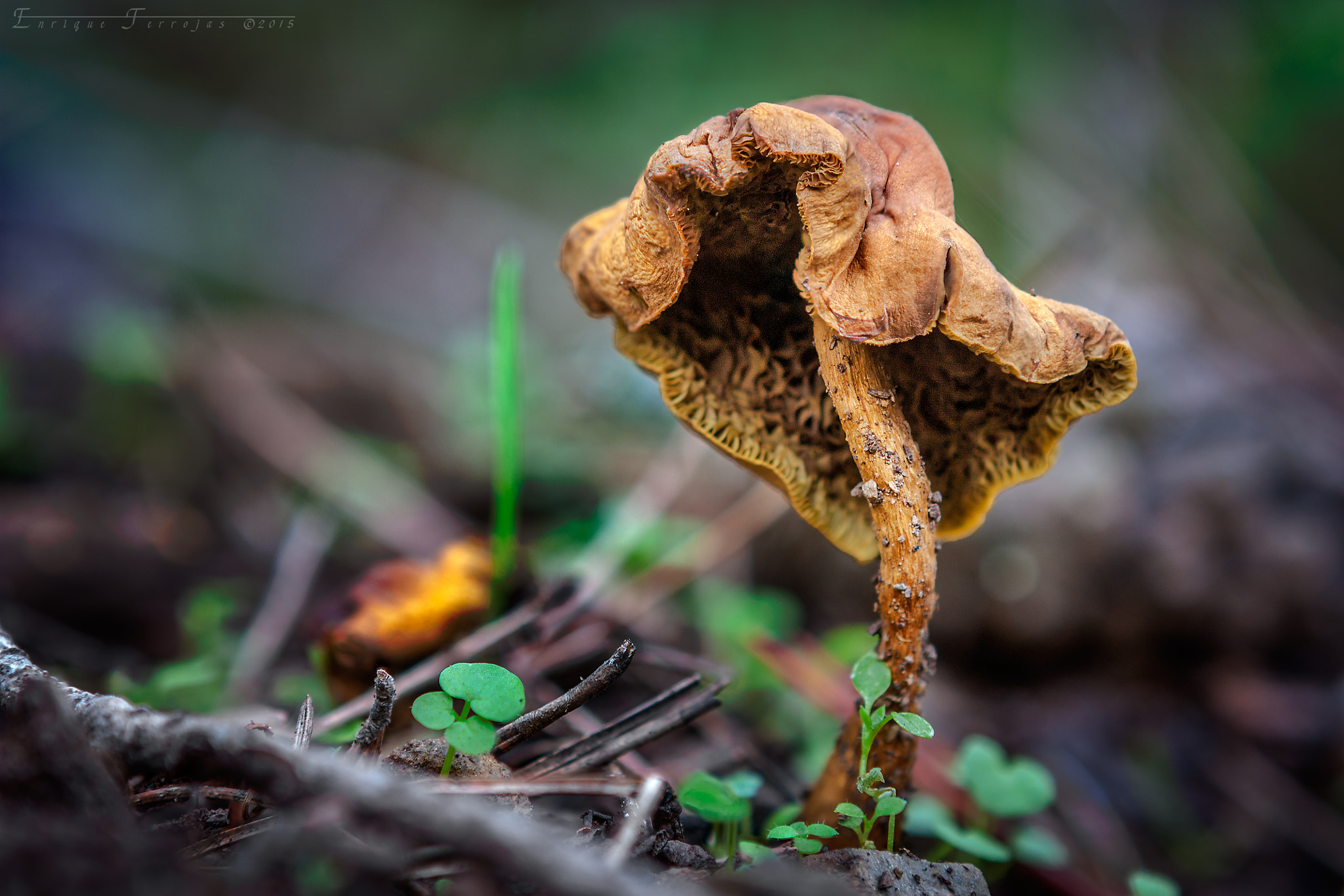 Canon EOS 450D (EOS Rebel XSi / EOS Kiss X2) + Canon EF 24-70mm F2.8L USM sample photo. Sad mushroom photography