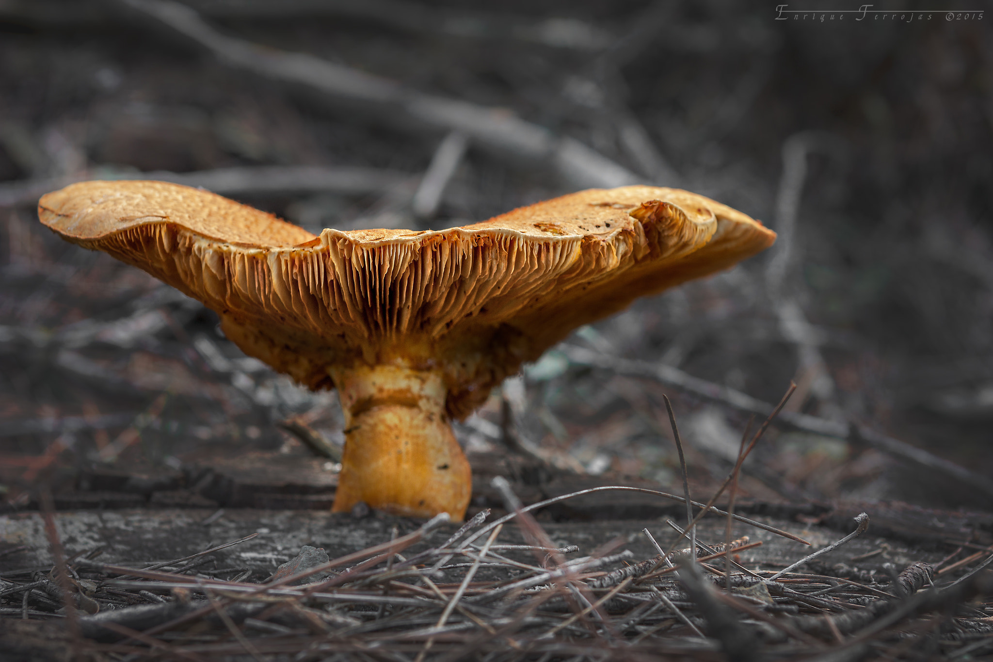 Canon EOS 450D (EOS Rebel XSi / EOS Kiss X2) + Canon EF 24-70mm F2.8L USM sample photo. Vampire mushroom photography