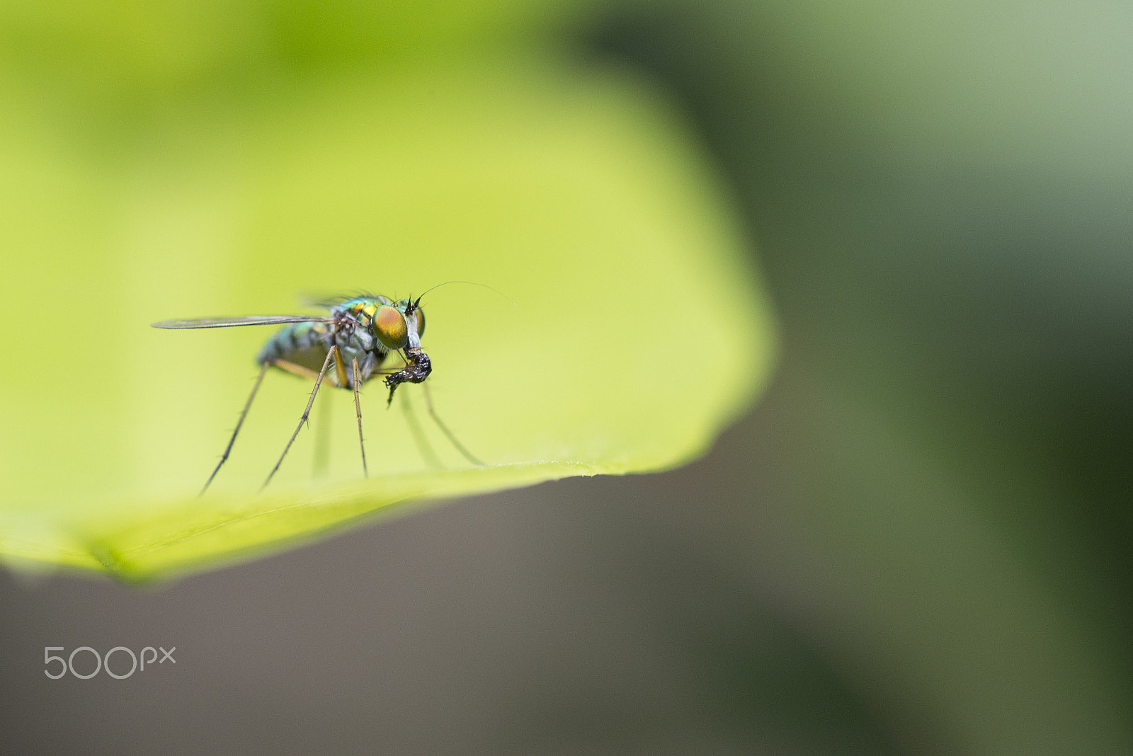 Nikon D800E + Tamron SP 90mm F2.8 Di VC USD 1:1 Macro sample photo. Fly eating on green leaf photography