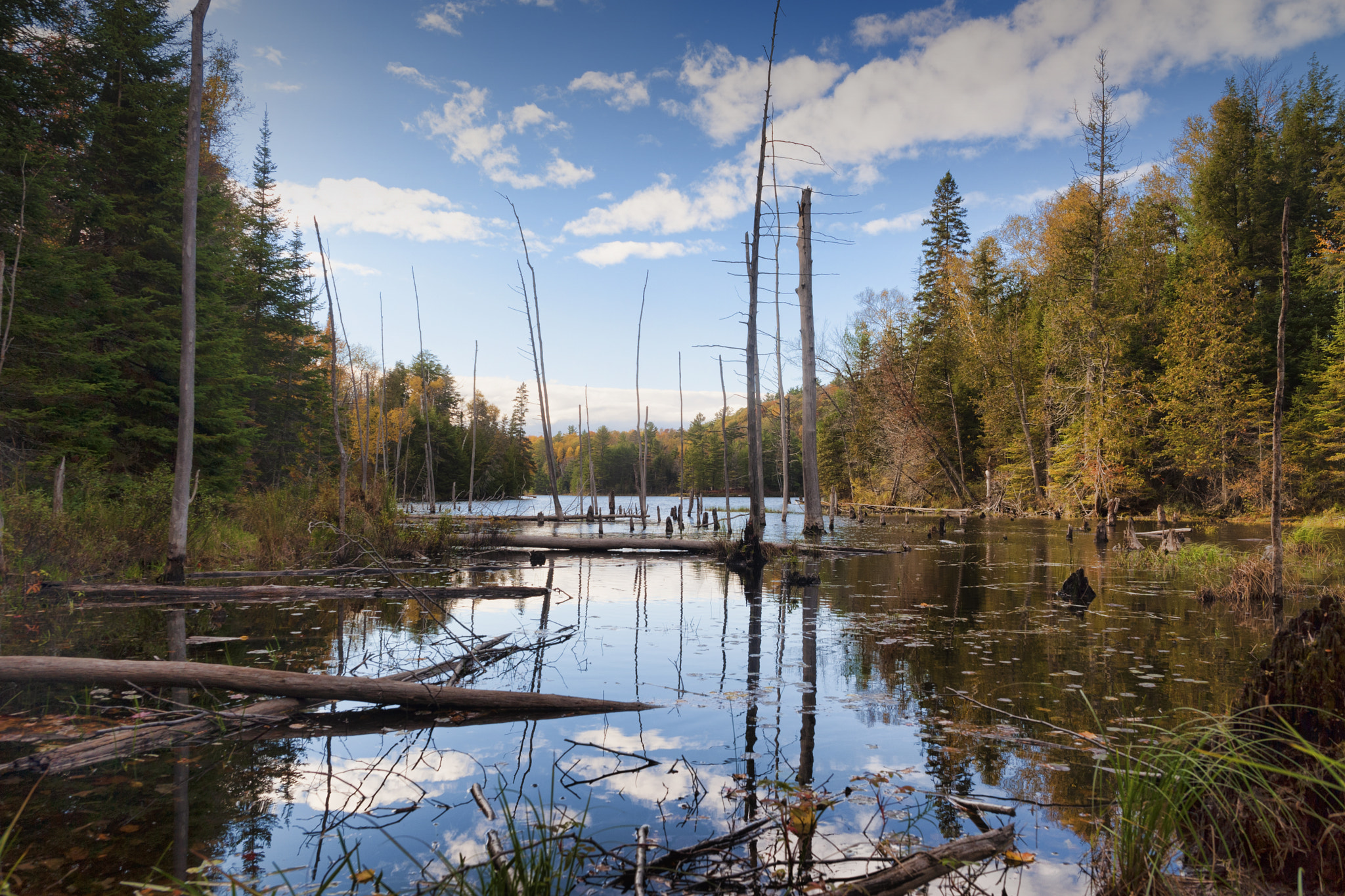 Nikon D700 + Samyang 12mm F2.8 ED AS NCS Fisheye sample photo. Algonquin national park at  thanksgiving photography