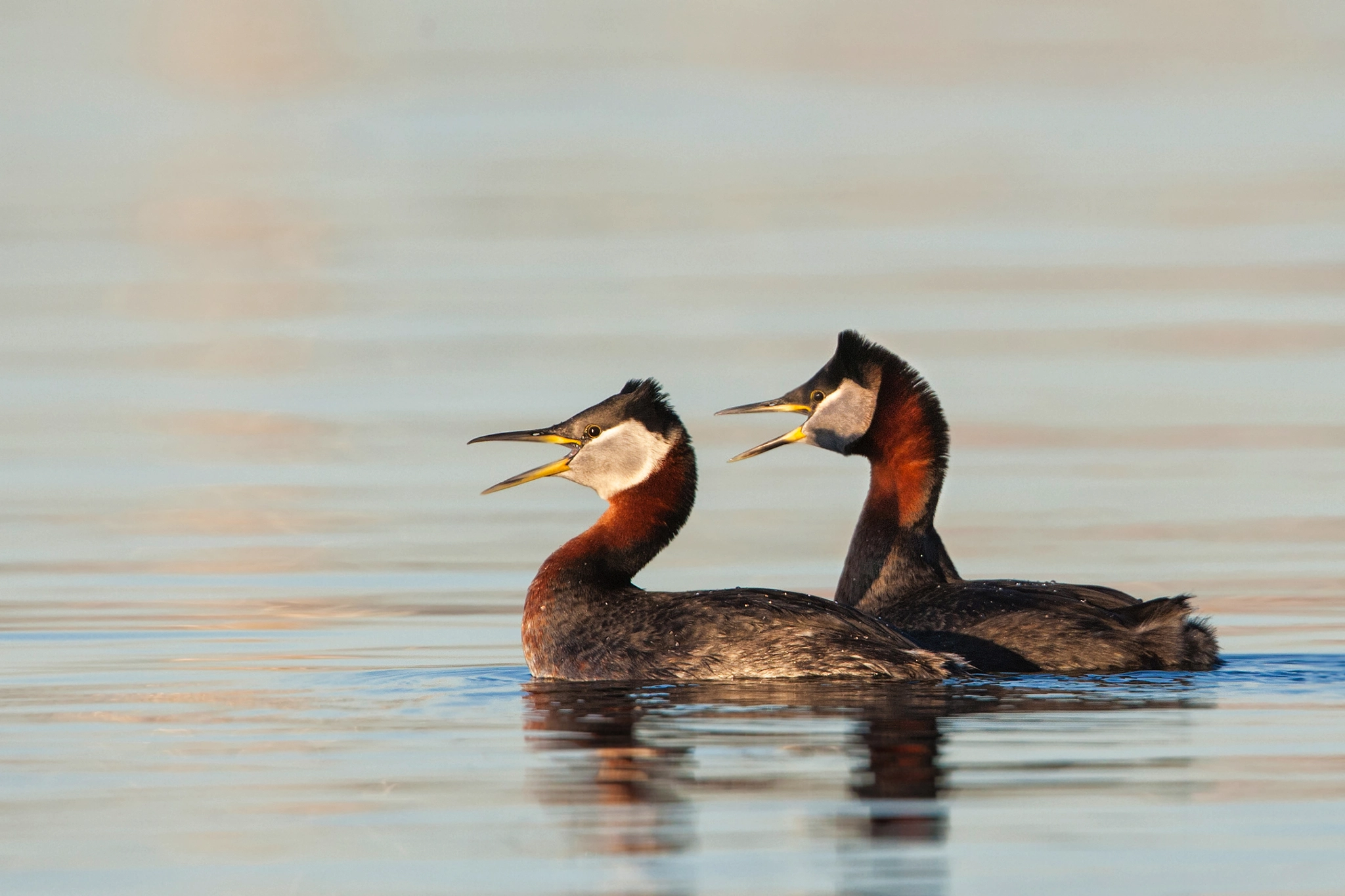 Canon EF 500mm F4L IS USM sample photo. Red necked gregea photography