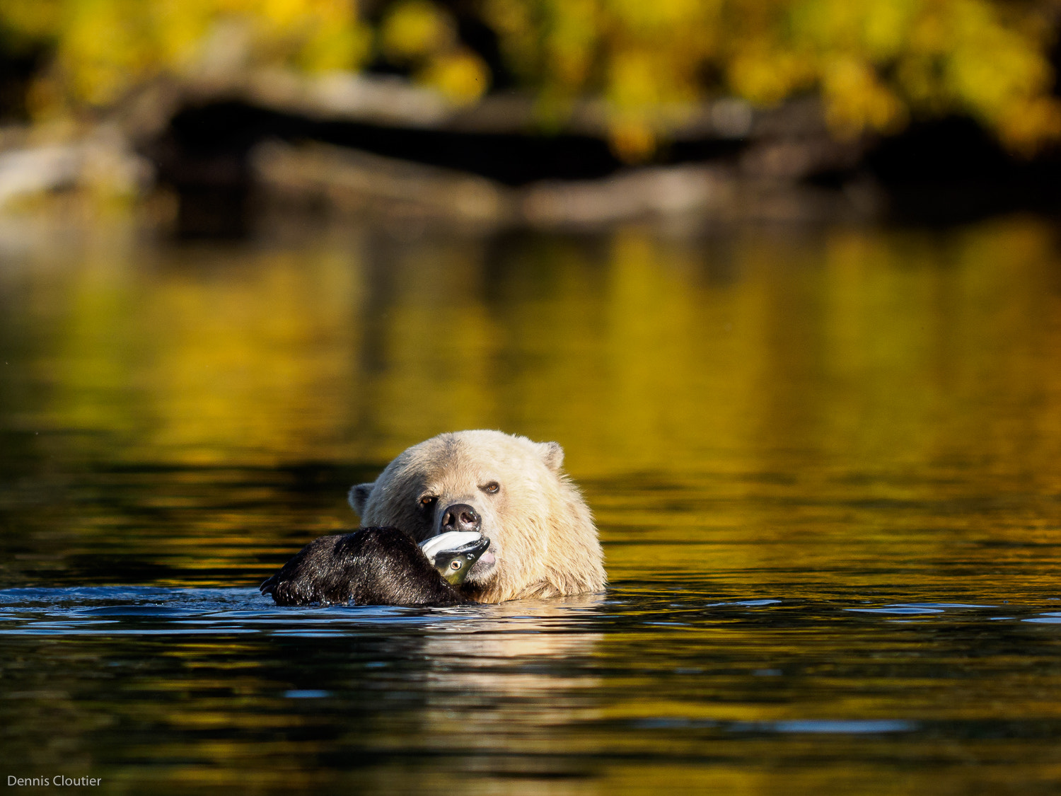 Olympus OM-D E-M1 + OLYMPUS 300mm Lens sample photo. Casper with salmon photography