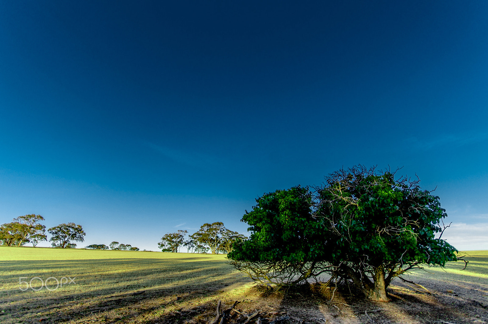 Sigma AF 10-20mm F4-5.6 EX DC sample photo. Mulberry tree photography