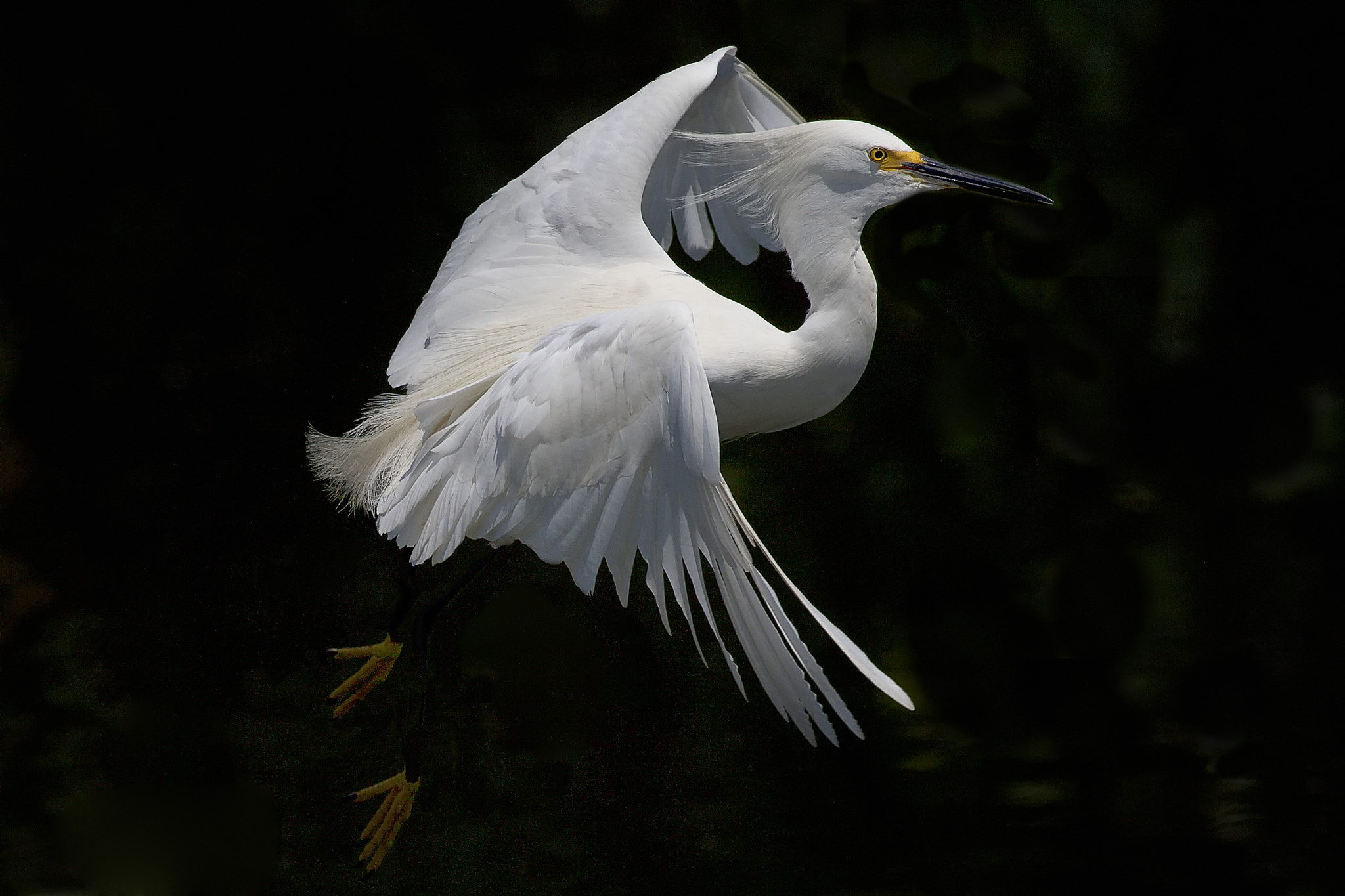 Canon EOS-1D Mark III + Canon EF 400mm F5.6L USM sample photo. Snowy egret photography
