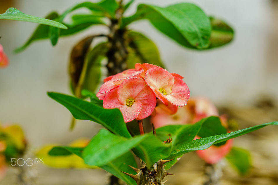 Sony ILCA-77M2 + Minolta AF 50mm F1.7 sample photo. Euphorbia milii. photography