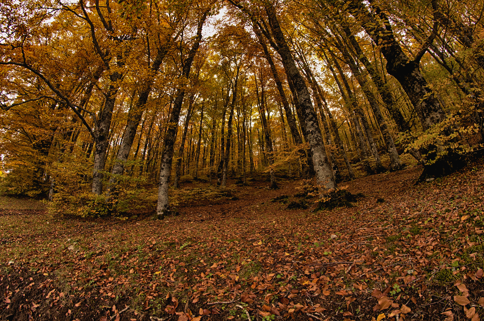 Nikon D90 + Samyang 8mm F3.5 Aspherical IF MC Fisheye sample photo. Sirente photography