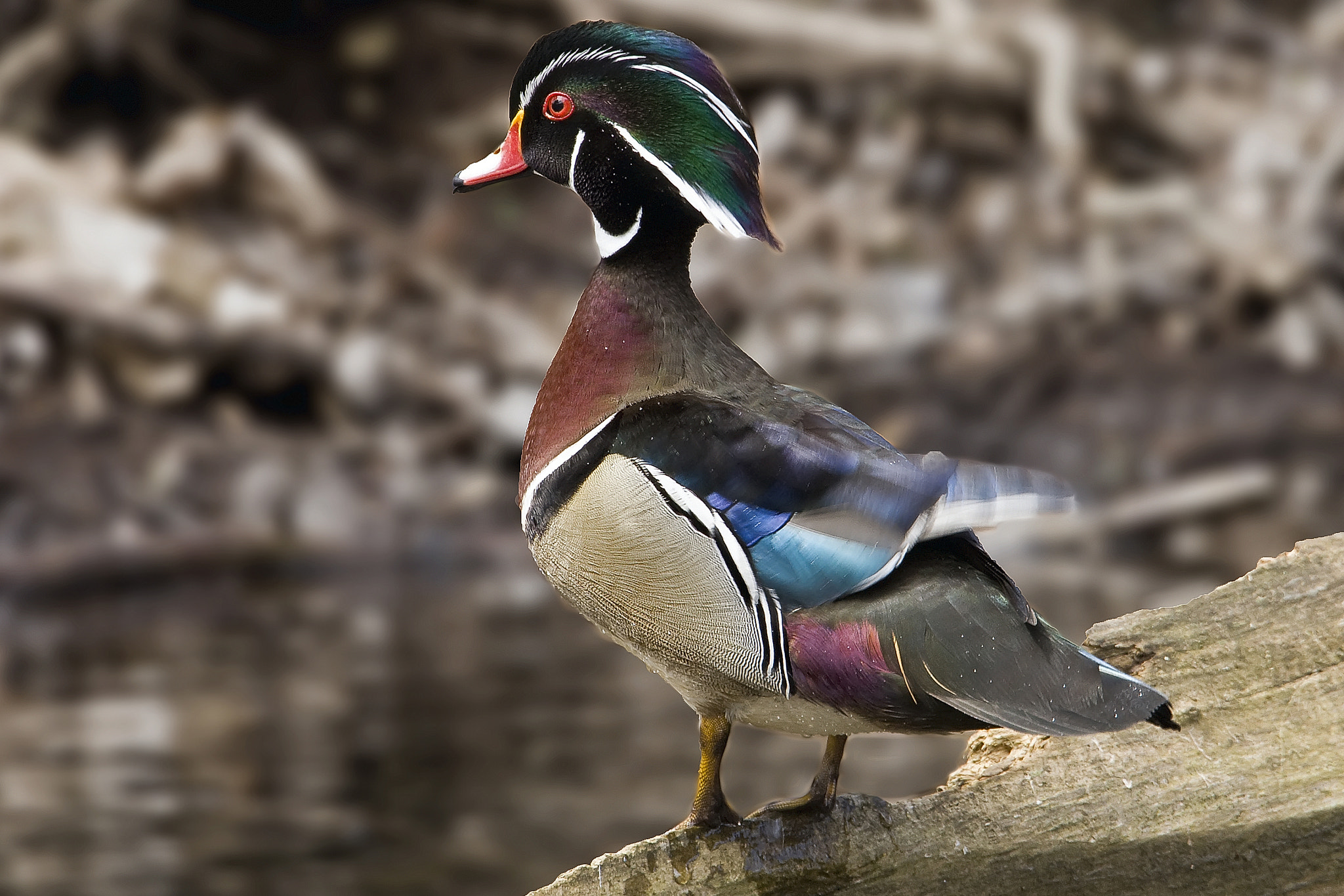 Canon EF 500mm F4L IS USM sample photo. Wood duck photography