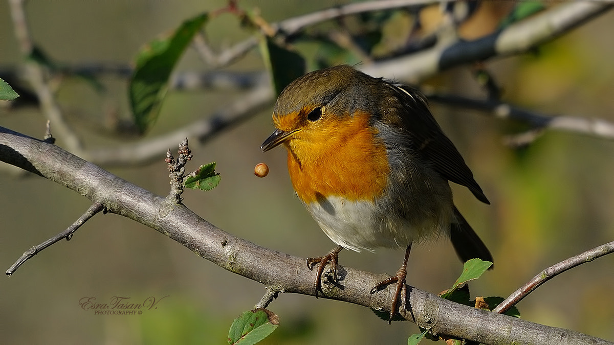 Nikon D700 + Sigma 300-800mm F5.6 EX DG HSM sample photo. European robin / kızılgerdan... photography