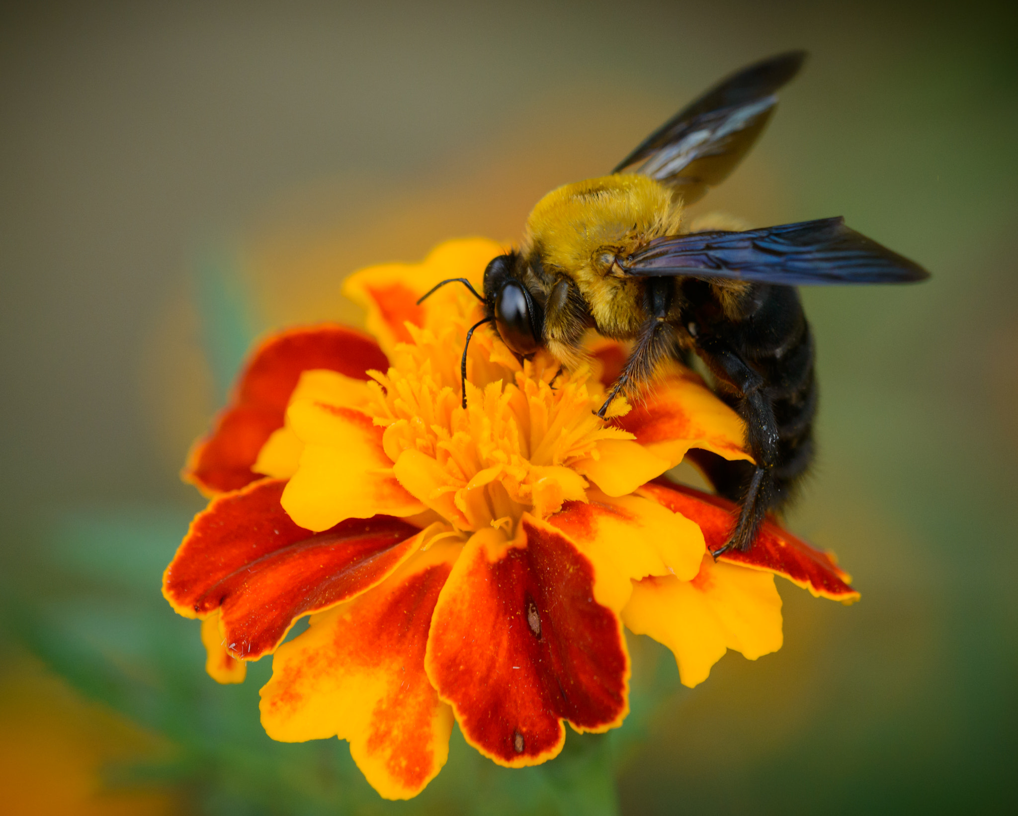 Sigma 150mm F2.8 EX DG Macro HSM sample photo. Carpenter bee photography