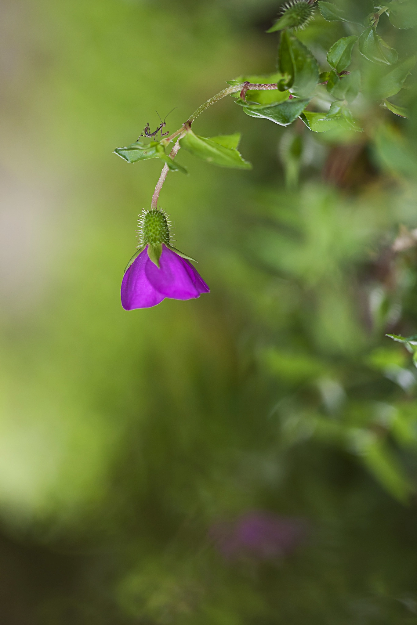 Canon EOS-1Ds Mark III sample photo. Alone photography