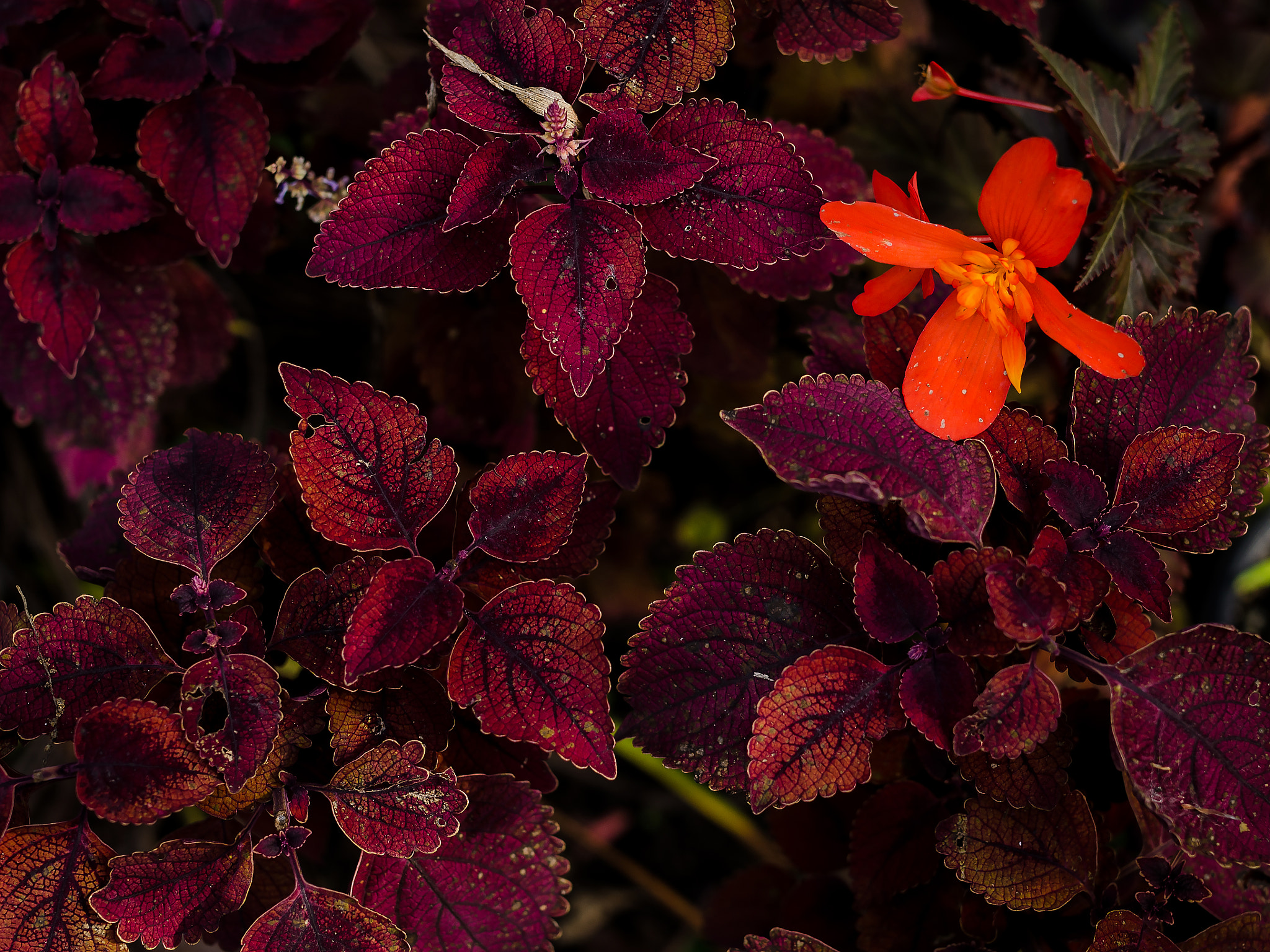 Nikon D7000 + Sigma 50mm F1.4 DG HSM Art sample photo. Orange blossom photography