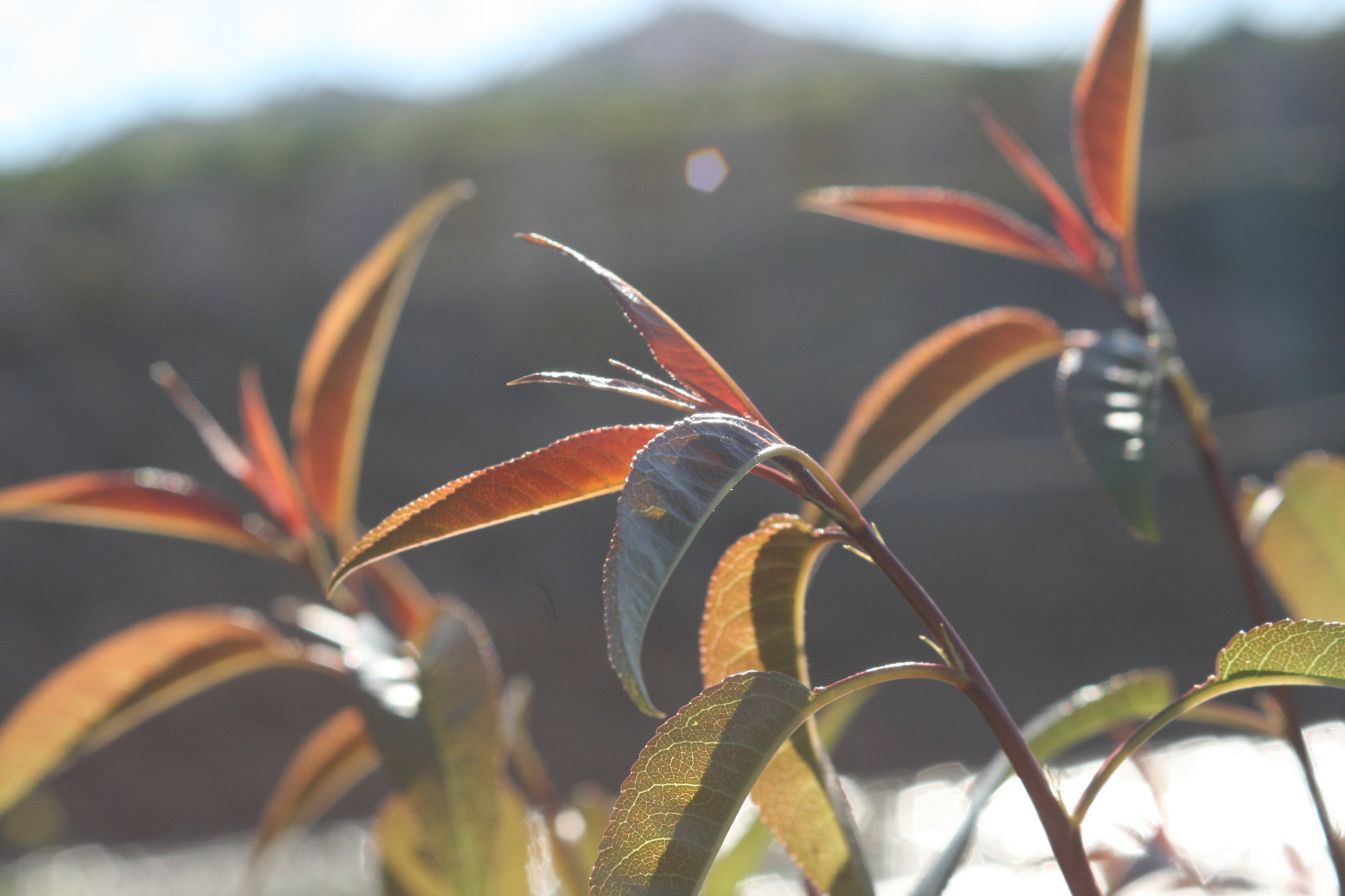 Canon EF 28-90mm f/4-5.6 sample photo