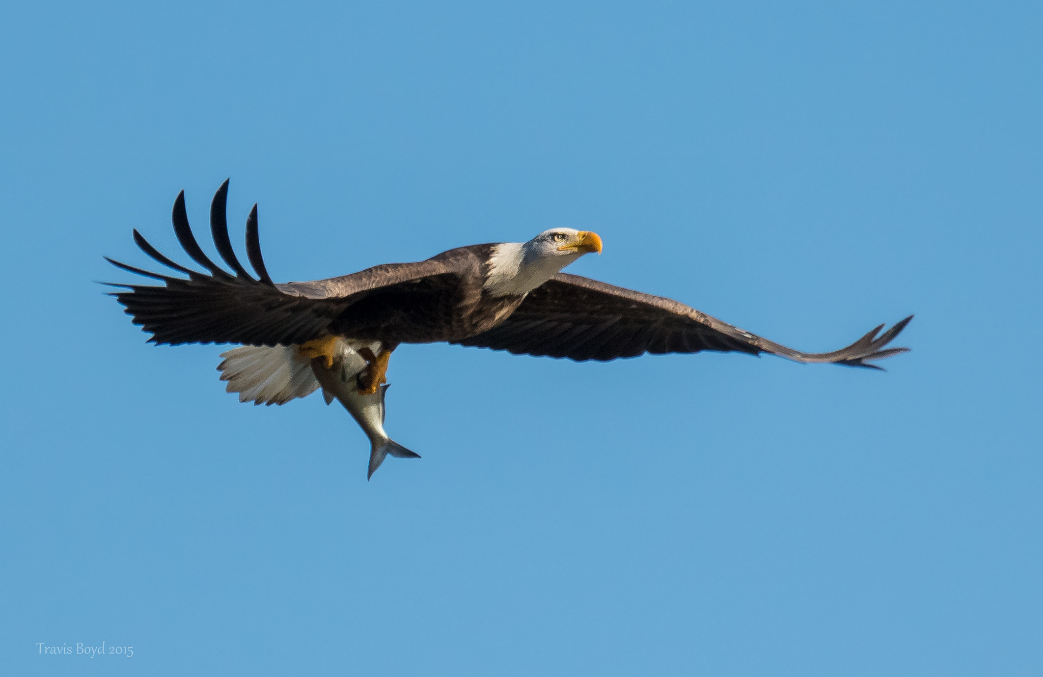 Canon EF 100-400mm F4.5-5.6L IS USM sample photo. Gliding with a fish photography