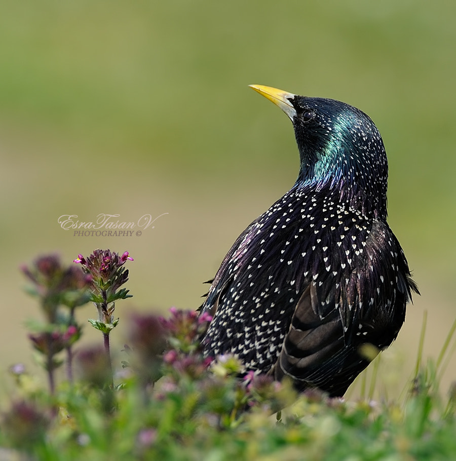 Nikon D700 + Nikon AF-S Nikkor 600mm F4D ED-IF II sample photo. Common starling / sığırcık ... photography