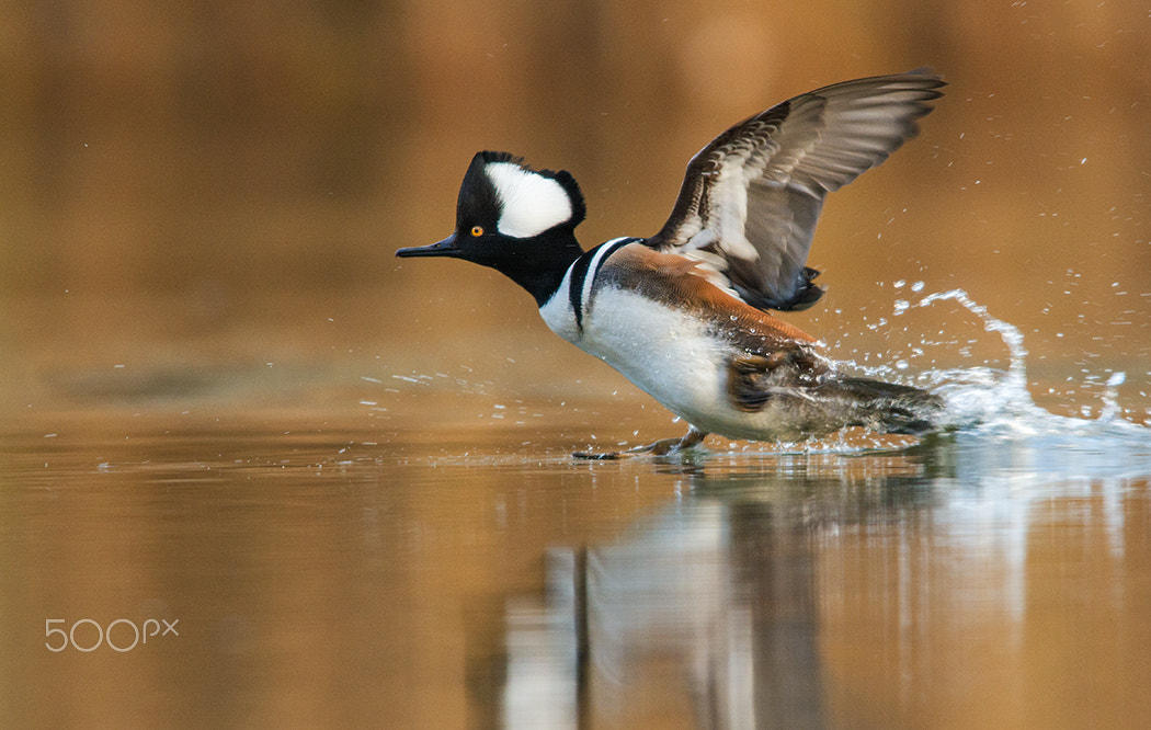 Nikon AF-S Nikkor 400mm F2.8D ED-IF II sample photo. On the run... photography