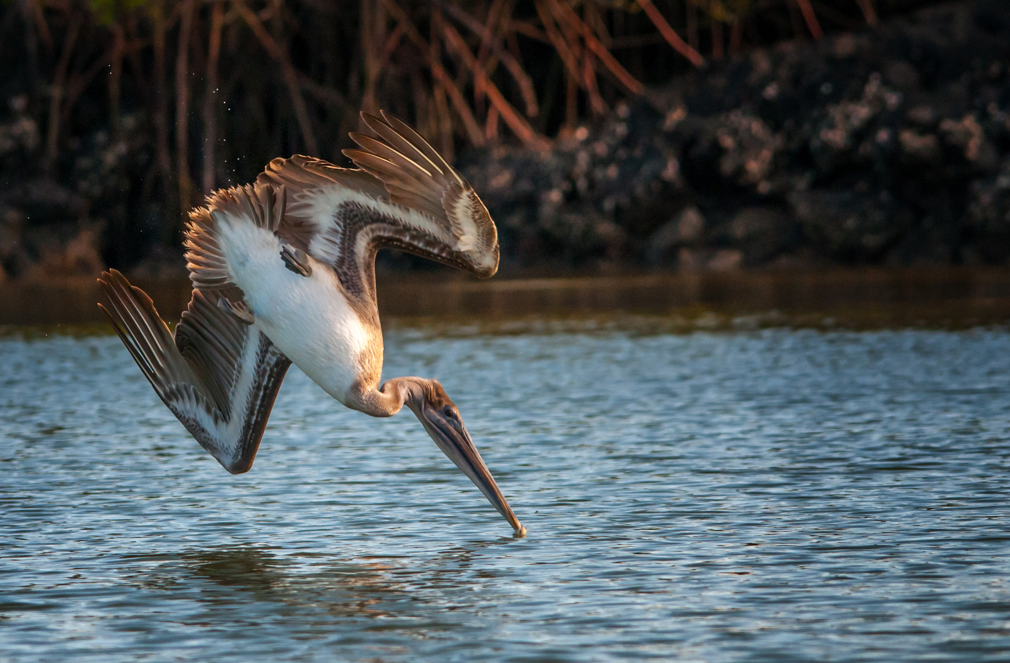 Sigma 150-500mm F5-6.3 DG OS HSM sample photo. Point of impact photography