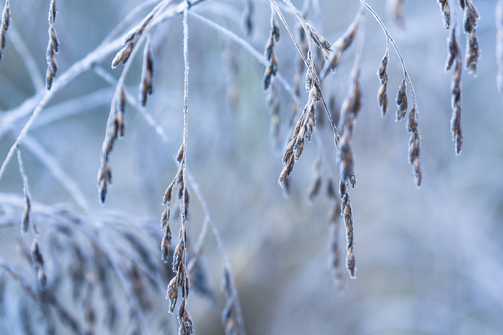 Canon EOS 450D (EOS Rebel XSi / EOS Kiss X2) sample photo. Early morning frost photography
