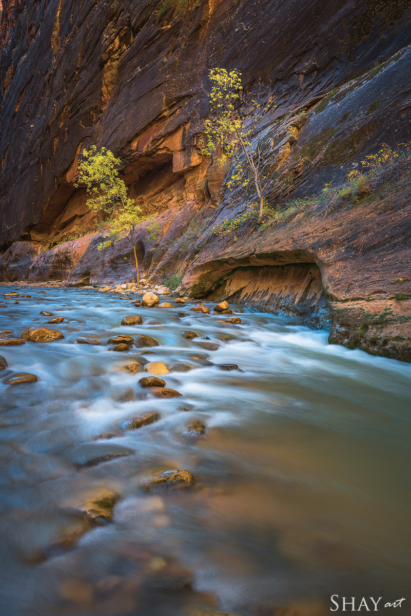 Tamron 18-270mm F3.5-6.3 Di II PZD sample photo. Zion rush photography