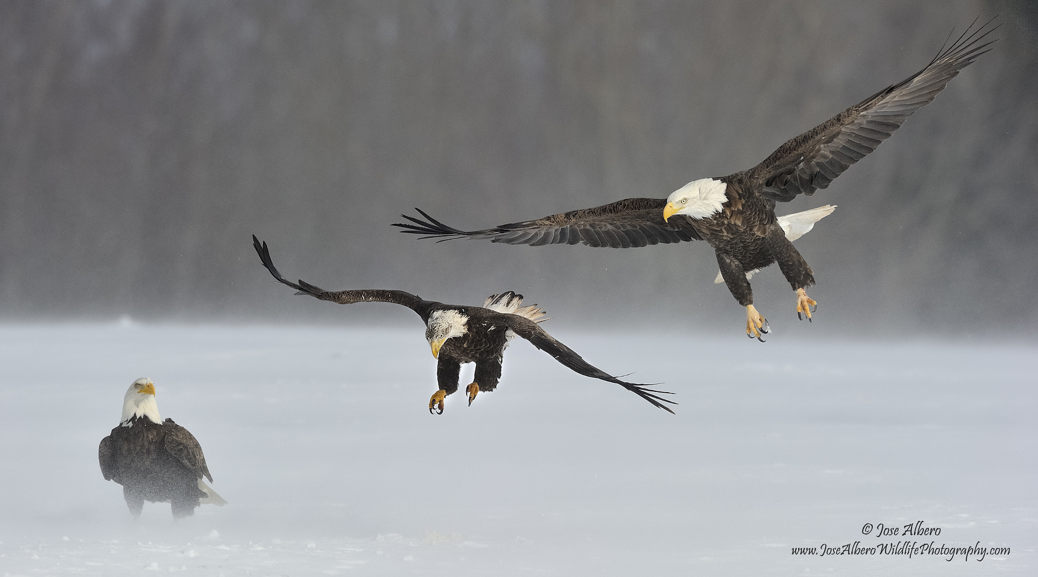 Nikon AF-S Nikkor 500mm F4D ED-IF II sample photo. Dual landing photography