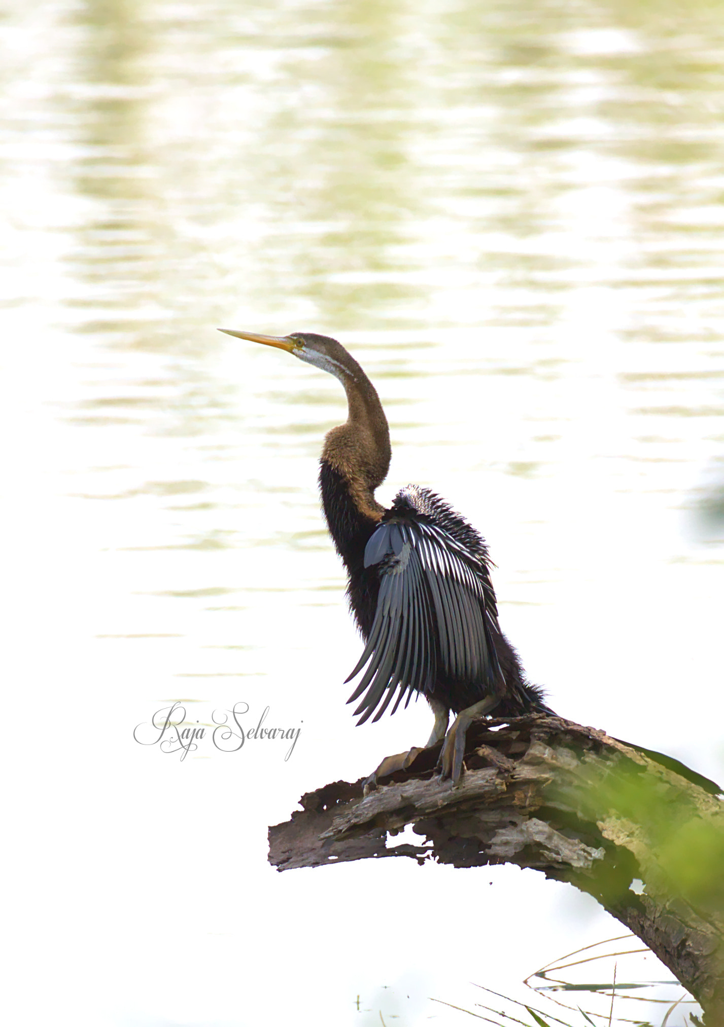 Canon EF 100-400mm F4.5-5.6L IS II USM sample photo. Darter photography