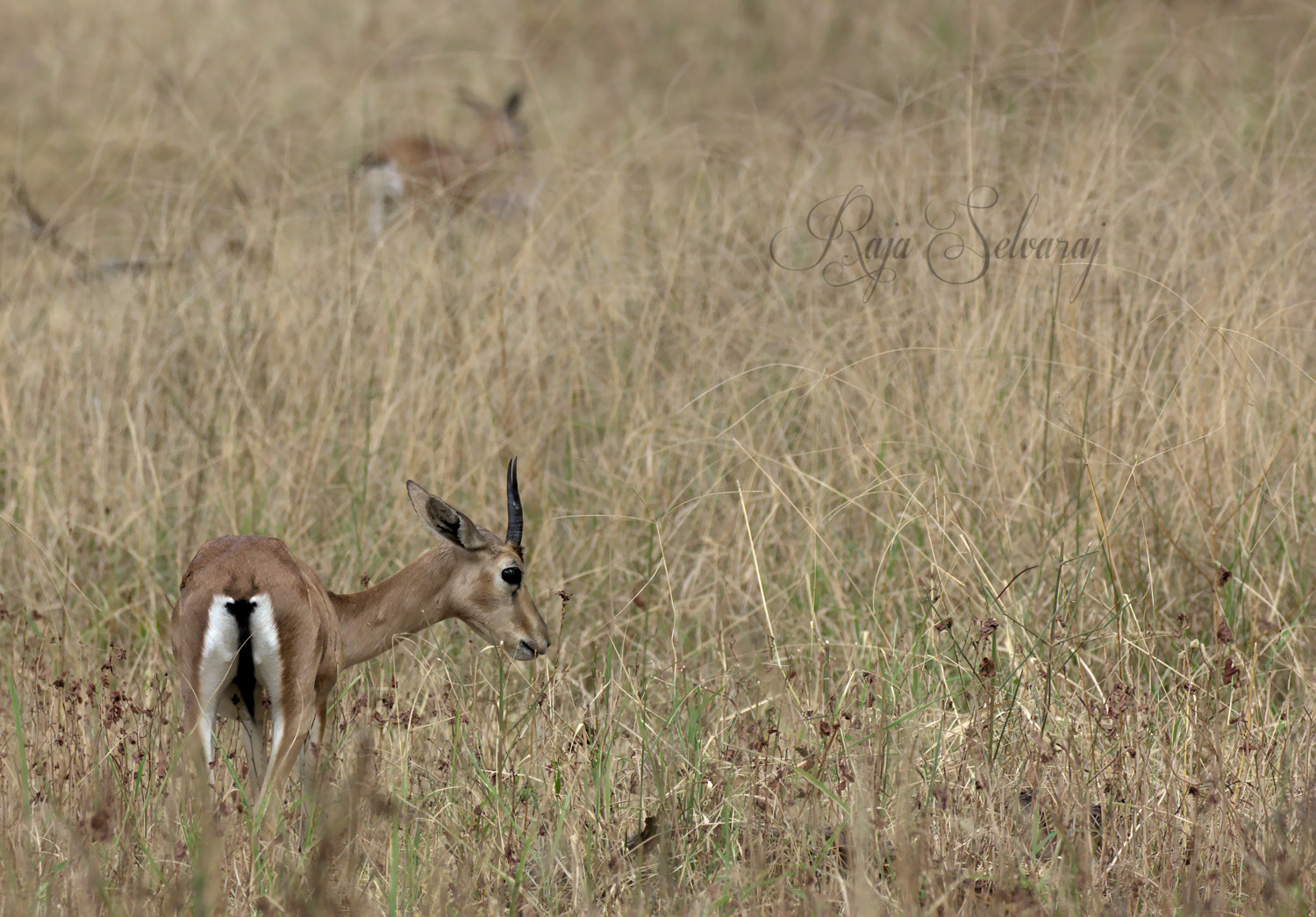 Canon EF 100-400mm F4.5-5.6L IS II USM sample photo. The indian gazelle photography