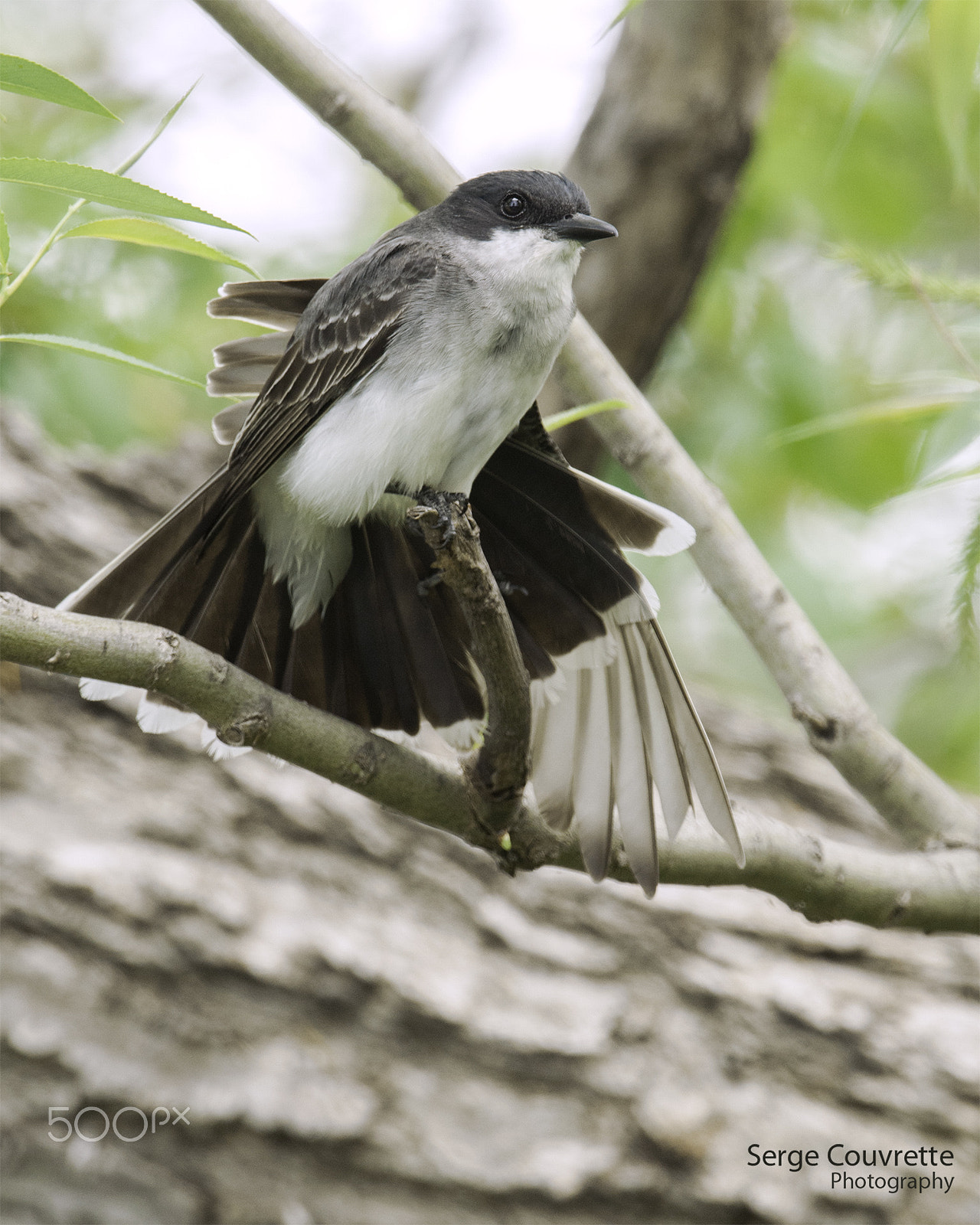 Nikon D300 + Nikon AF-S Nikkor 500mm F4G ED VR sample photo. Flexing my wing photography