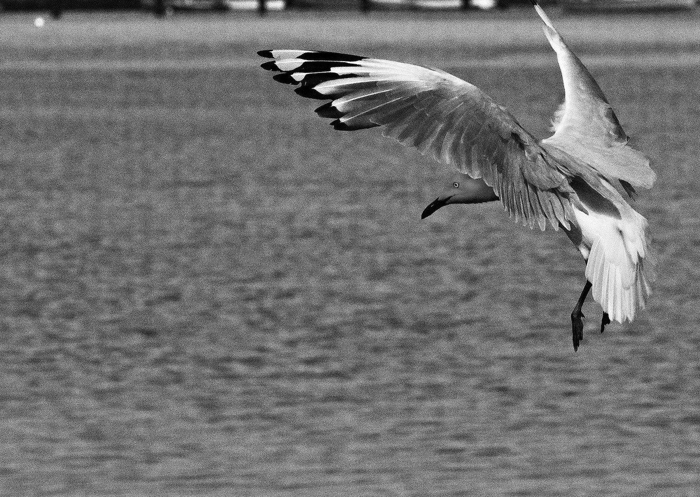 Panasonic Lumix DMC-GH4 + Olympus M.Zuiko Digital ED 75mm F1.8 sample photo. Seagull photography