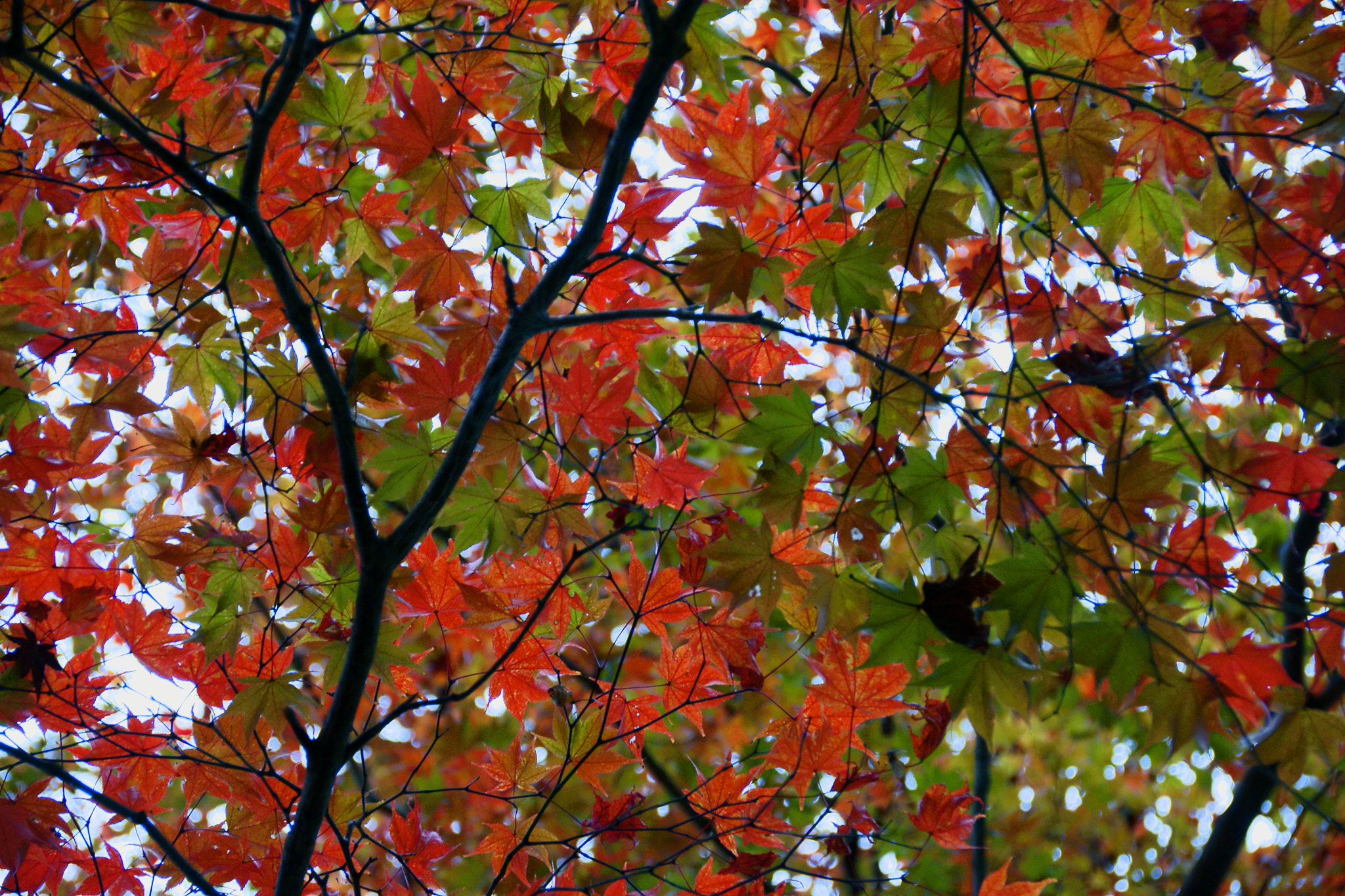 Sony Alpha DSLR-A700 + Tamron AF 28-105mm F4-5.6 [IF] sample photo. Red and green photography