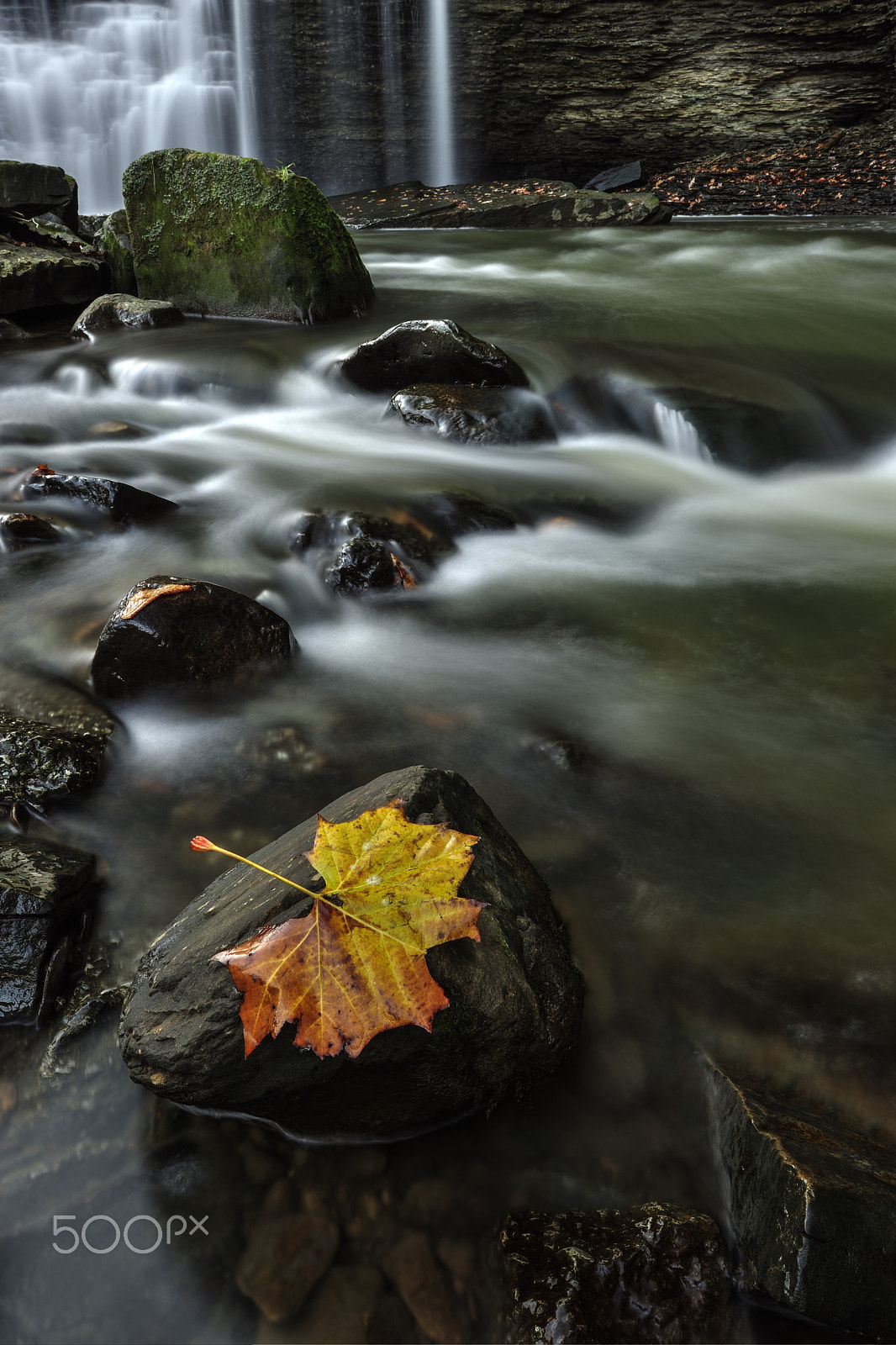 Nikon D3X sample photo. Single leaf photography