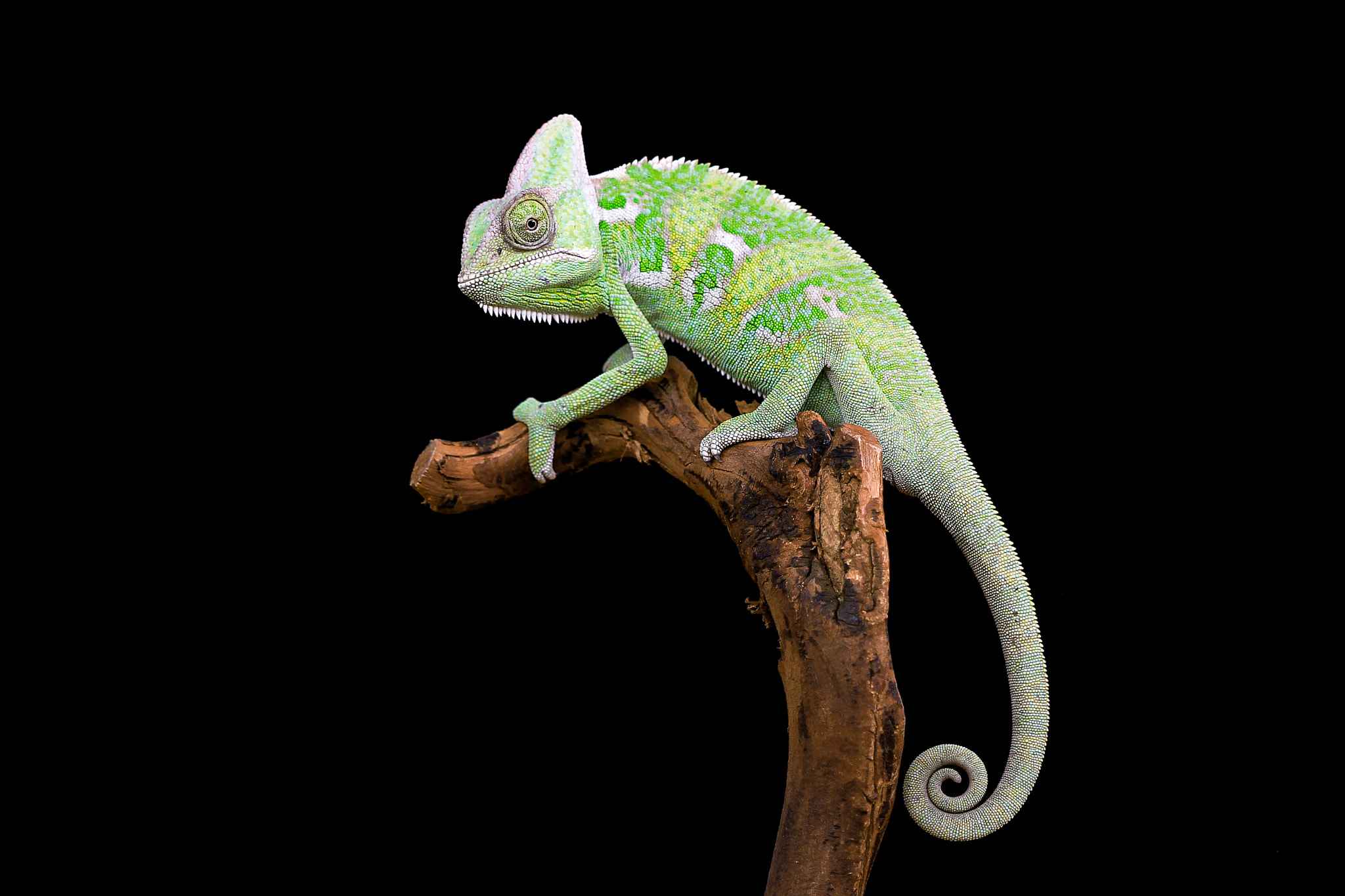 Canon EOS 550D (EOS Rebel T2i / EOS Kiss X4) + Canon EF 100mm F2.8 Macro USM sample photo. Chameleon veiled photography