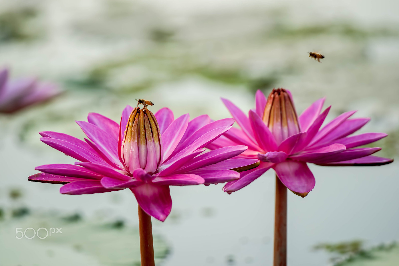 Sony Alpha DSLR-A900 sample photo. Nymphaea tetragona 수련과 벌 photography