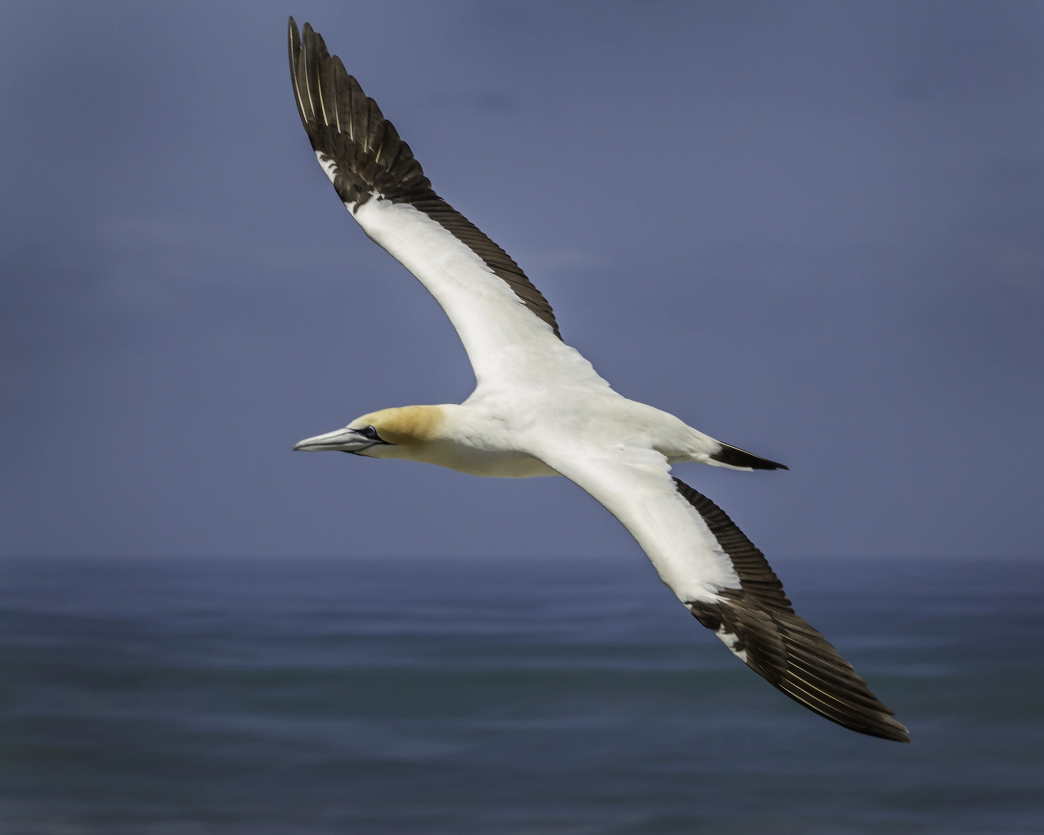 Canon EF 70-200mm F4L USM sample photo. Gannet at muriwai photography