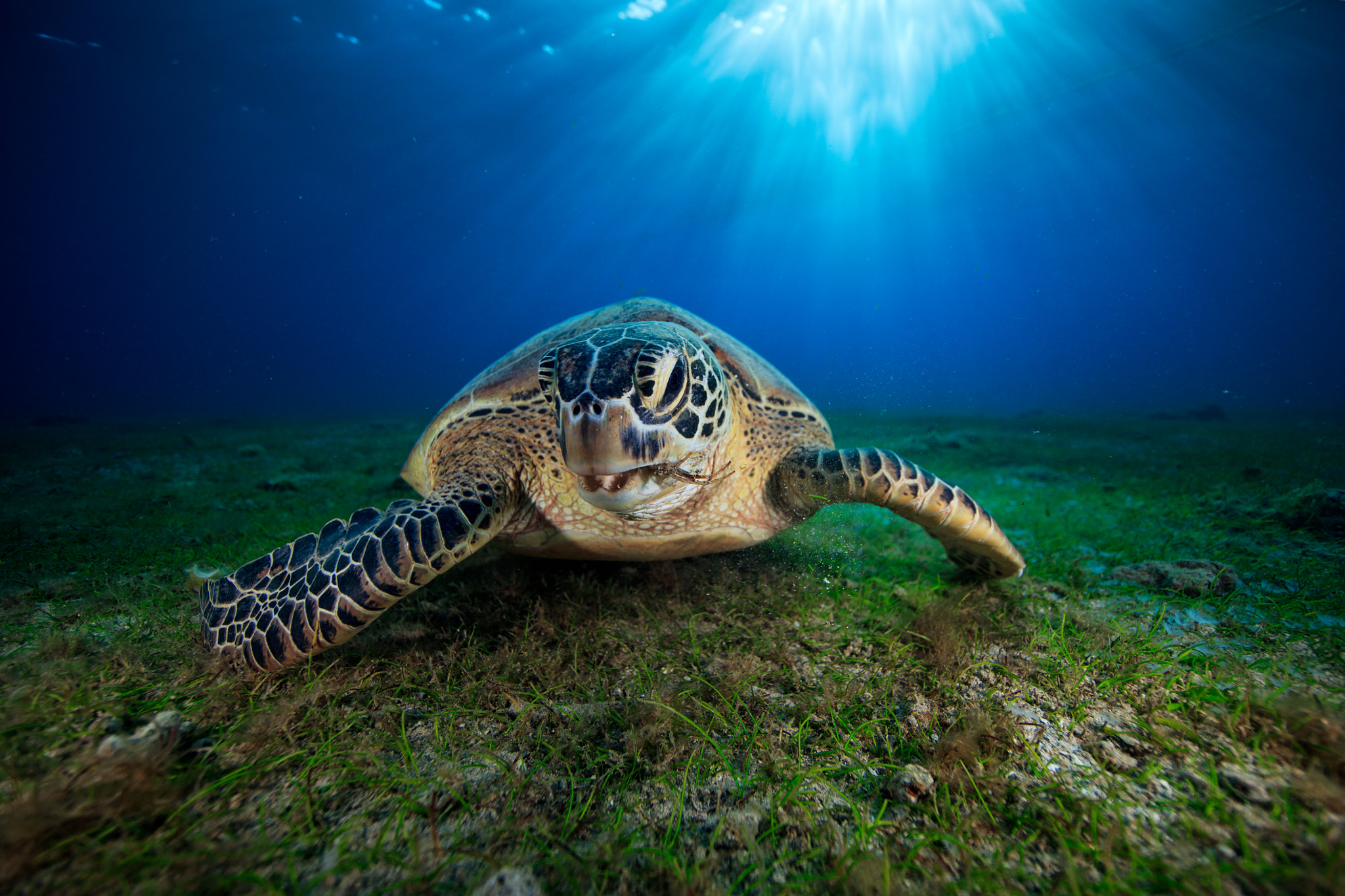 Canon EF 14mm F2.8L II USM sample photo. Green turtle photography