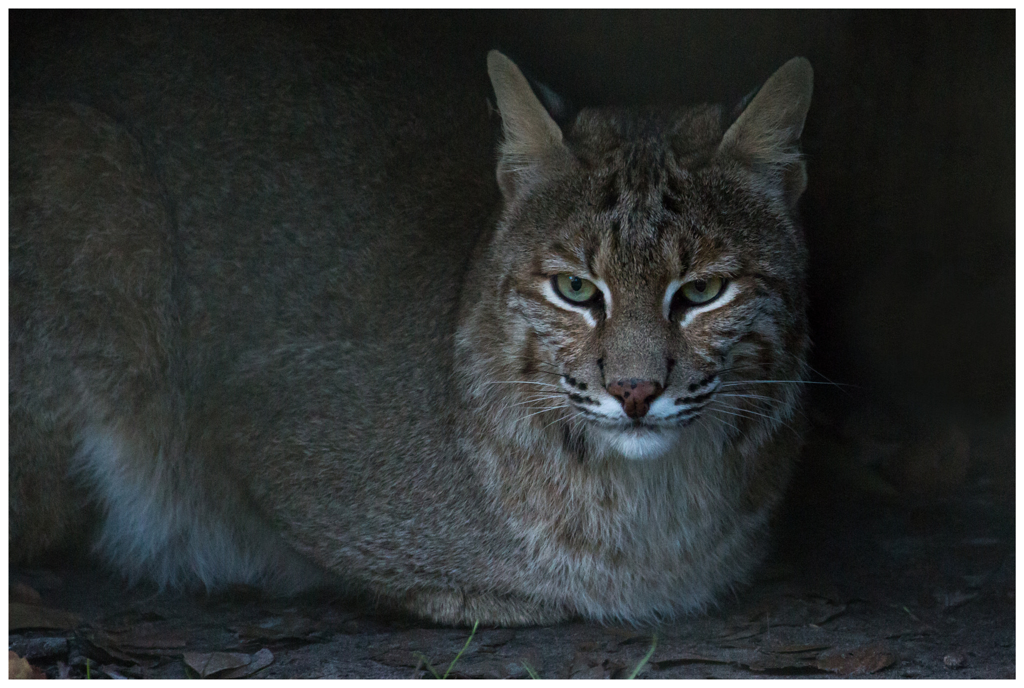 Canon EF 70-300mm F4-5.6L IS USM sample photo. Bobcat photography