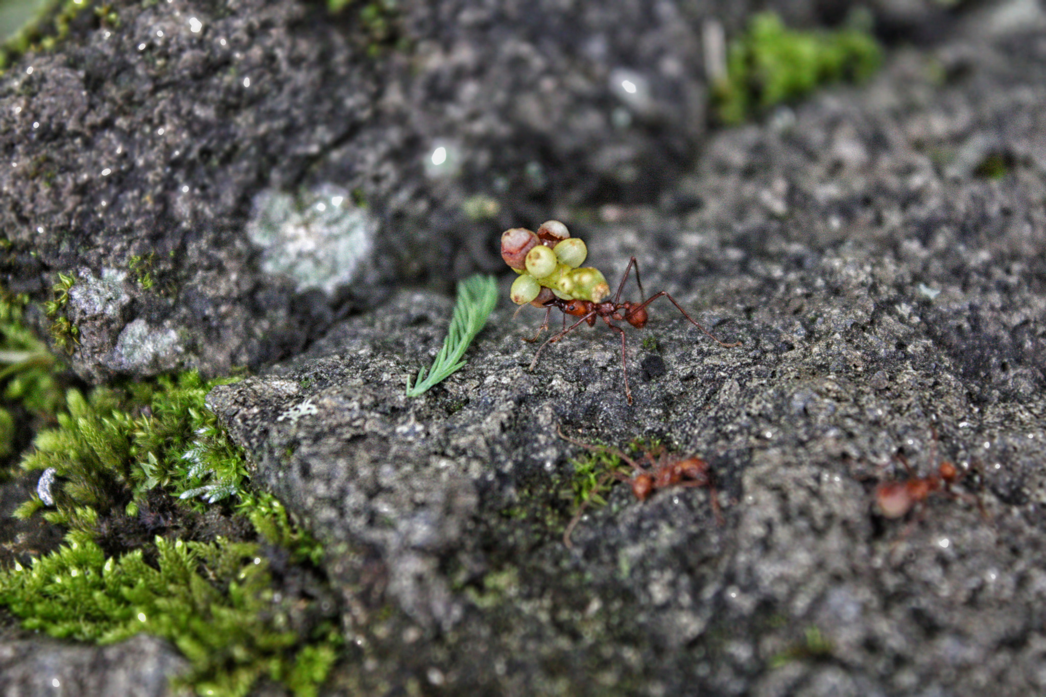 Canon EOS 450D (EOS Rebel XSi / EOS Kiss X2) sample photo. The ant force photography