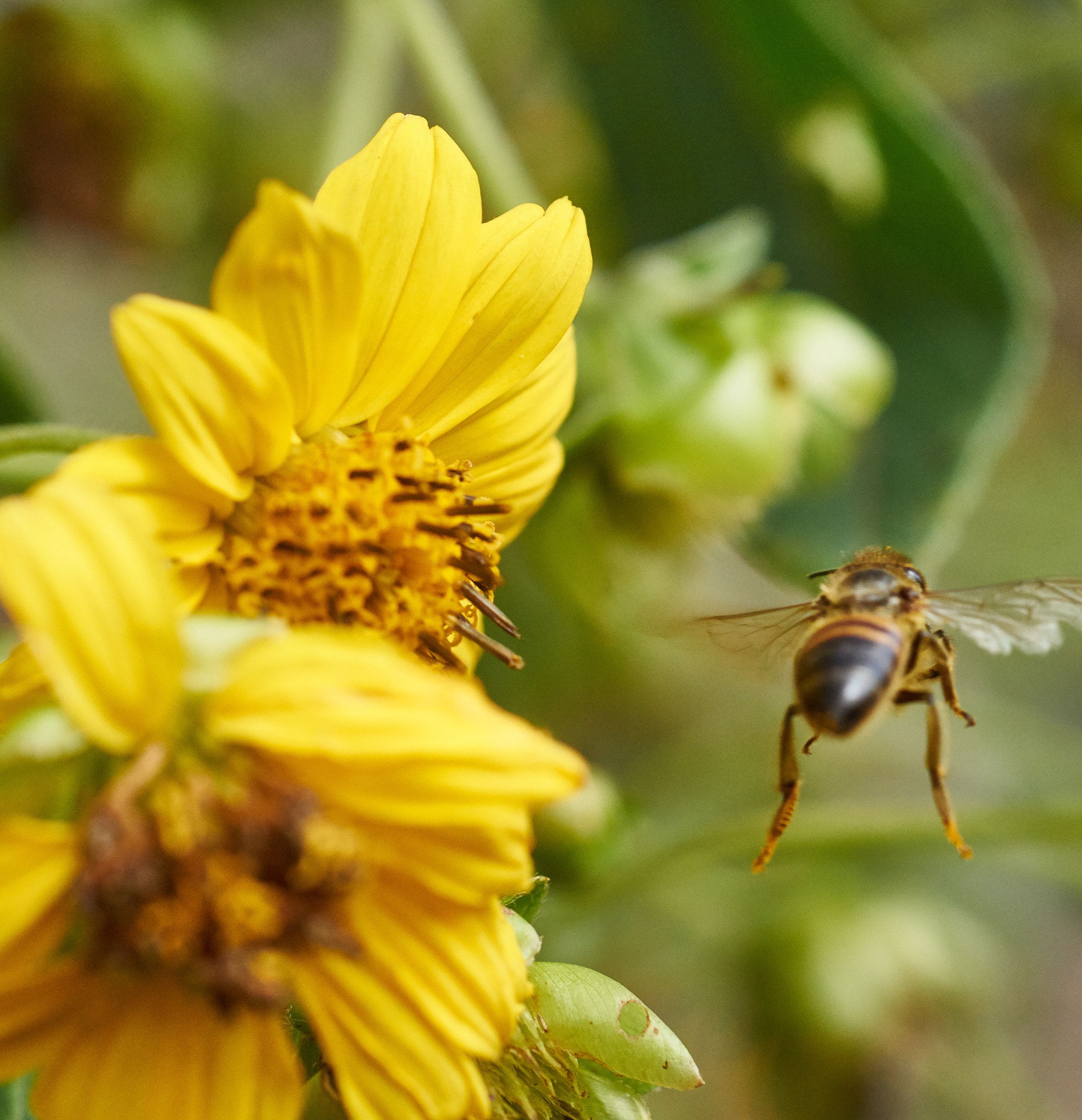 Sony SLT-A58 + MACRO 50mm F2.8 sample photo. Fly away  photography